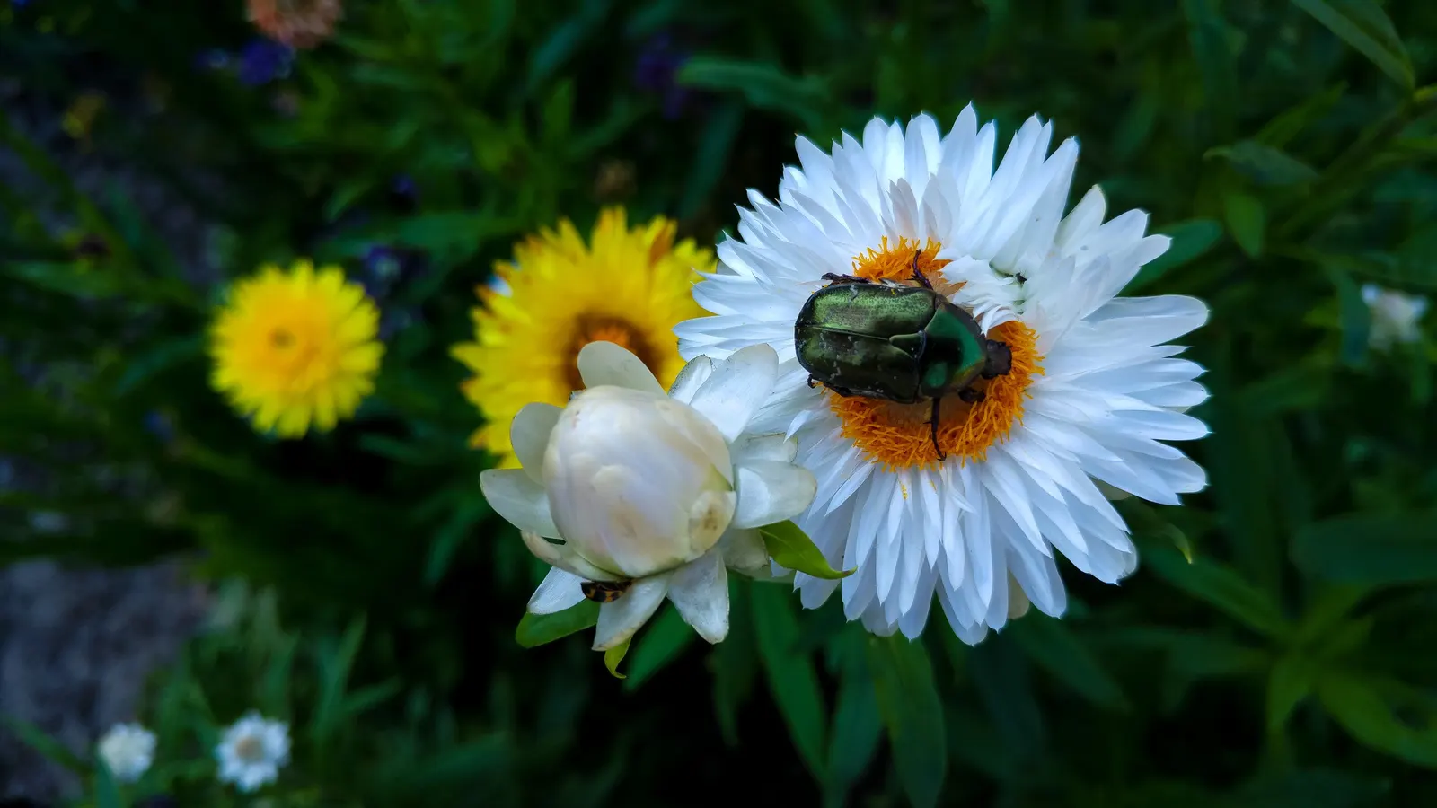 Bush Strawflower (Bracteantha Bracteata) — Ideal for mixed borders or container gardens