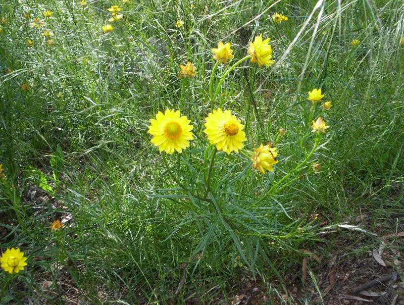 Bush Strawflower (Bracteantha Bracteata) — This full-sun lover with silvery-green foliage requires well-drained soil