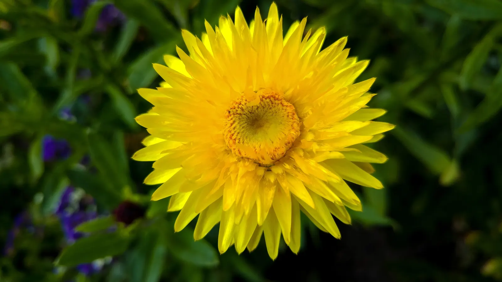 Bush Strawflower (Bracteantha Bracteata) — is a vibrant and versatile perennial that brings a unique textural quality to any garden