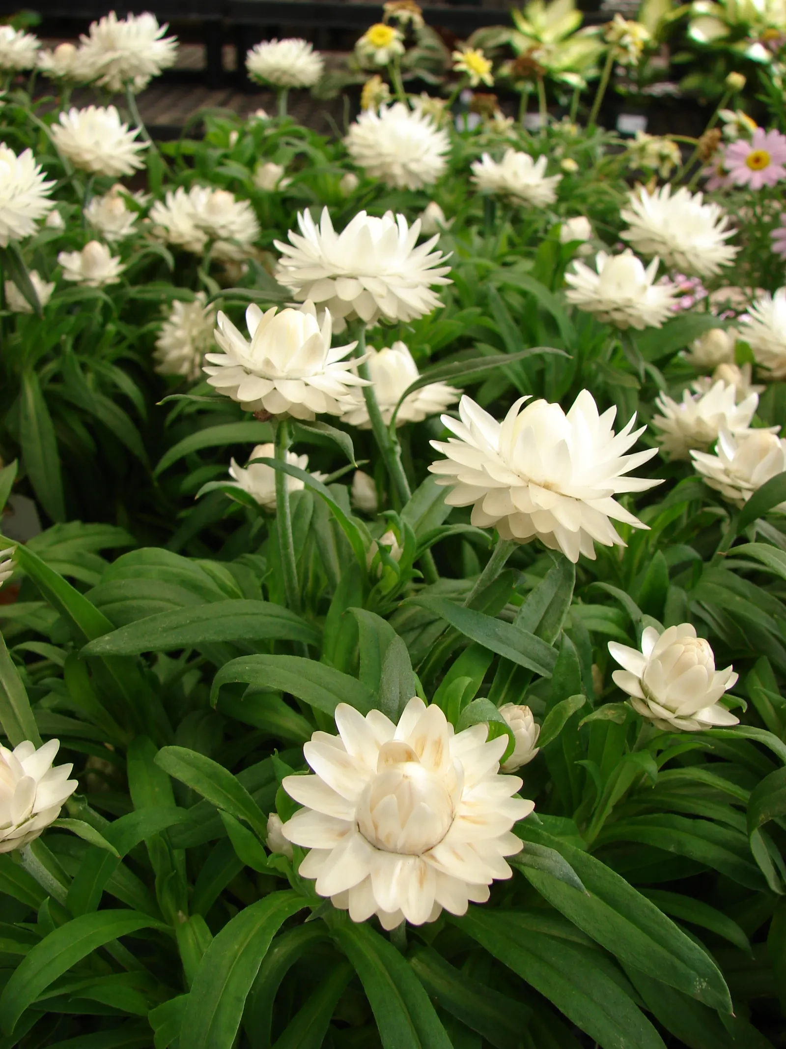 Bush Strawflower (Bracteantha Bracteata) — reaches 2 to 3 feet in height and width