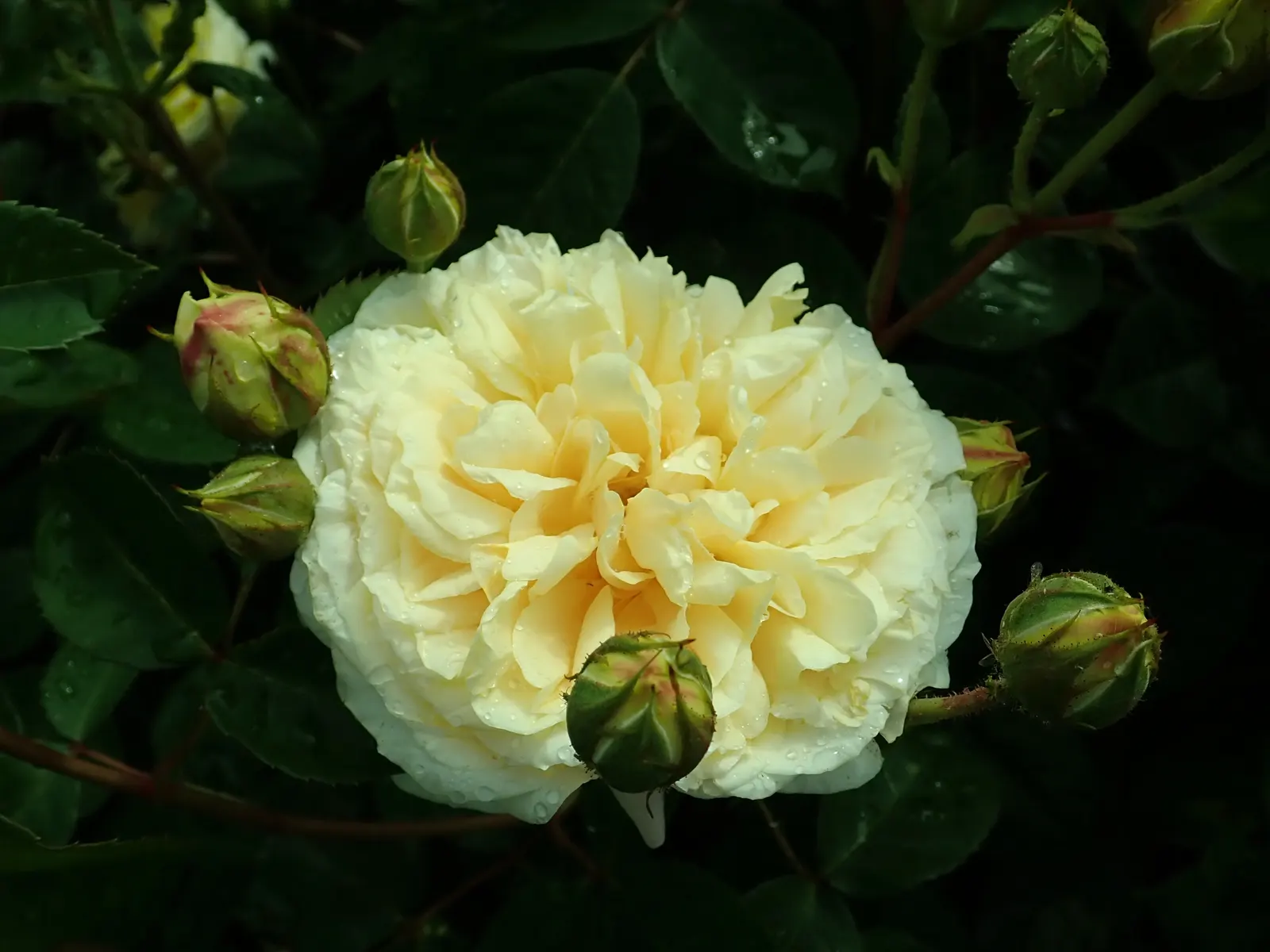 Teasing Georgia Climbing Rose (Rosa David Austin 'Teasing Georgia') — scientifically known as Rosa 'Ausbaker'
