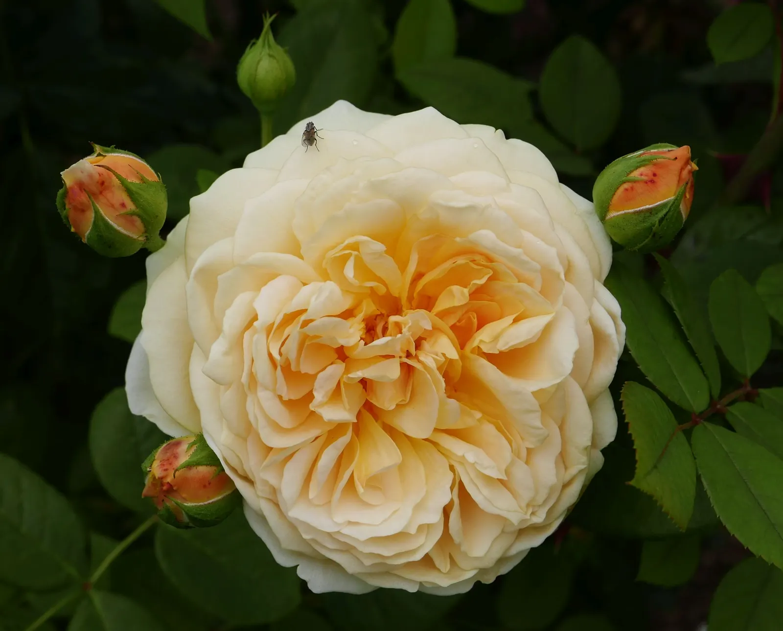 Teasing Georgia Climbing Rose (Rosa David Austin 'Teasing Georgia') — This variety stands out for its lush and robust growth