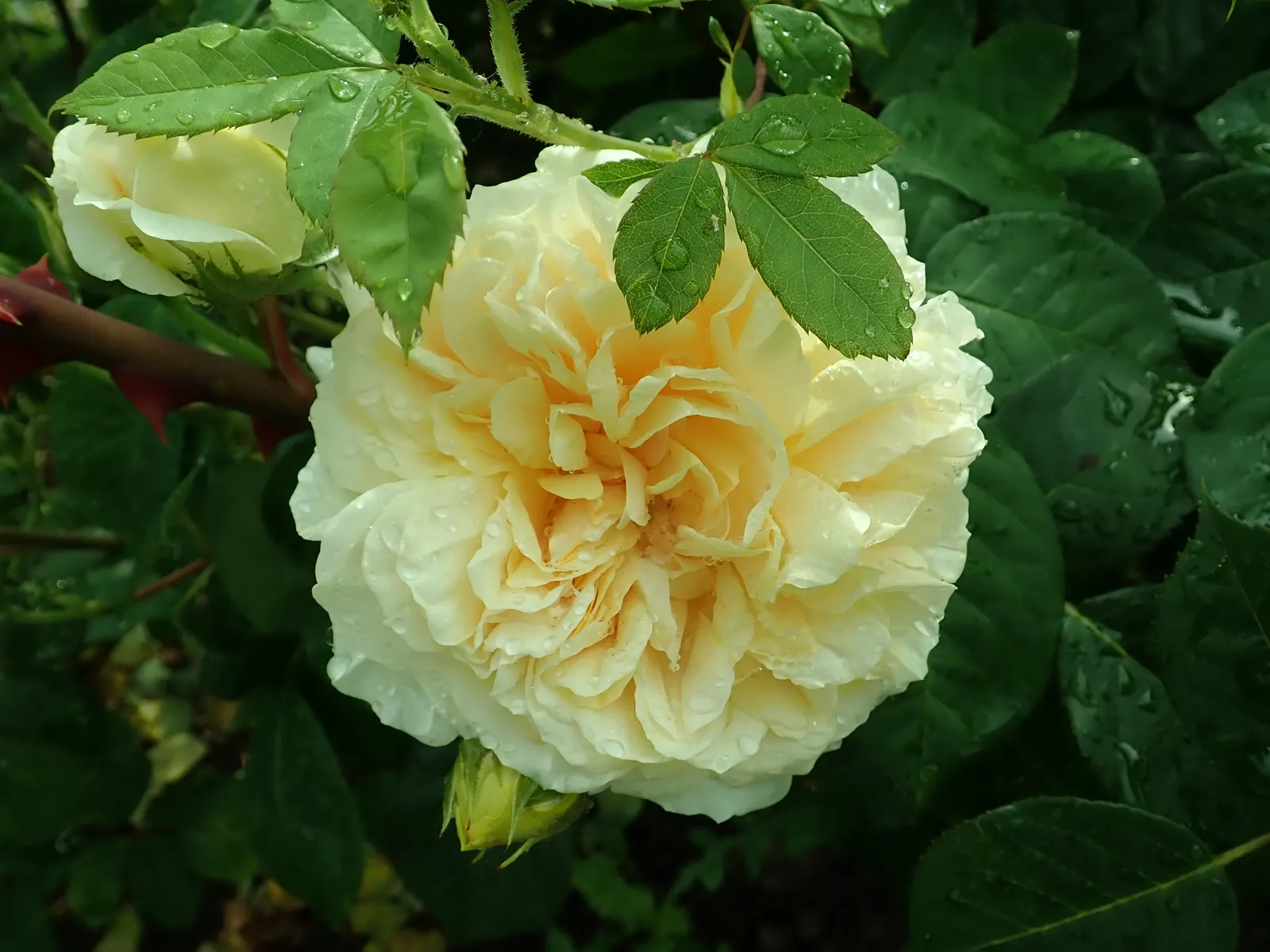 Teasing Georgia Climbing Rose (Rosa David Austin 'Teasing Georgia') — The Teasing Georgia is a captivating climbing rose