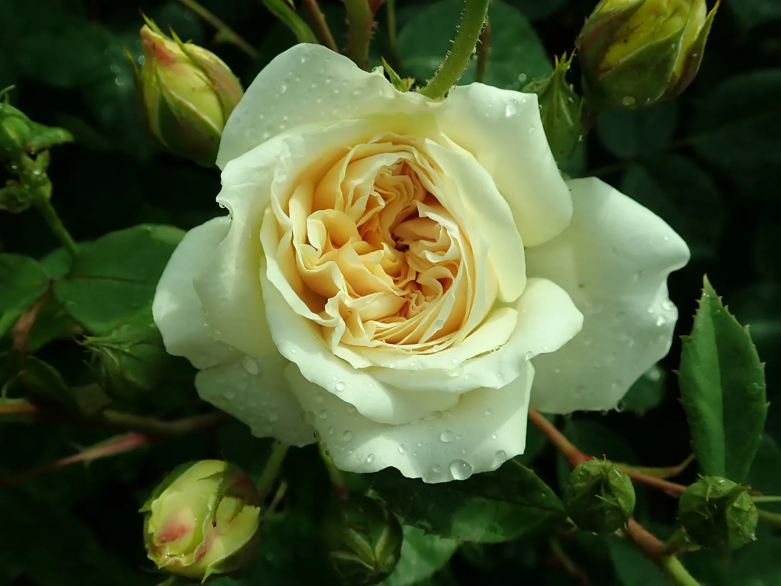 Teasing Georgia Climbing Rose (Rosa David Austin 'Teasing Georgia') — This repeat bloomer is ideal for arches and trellises