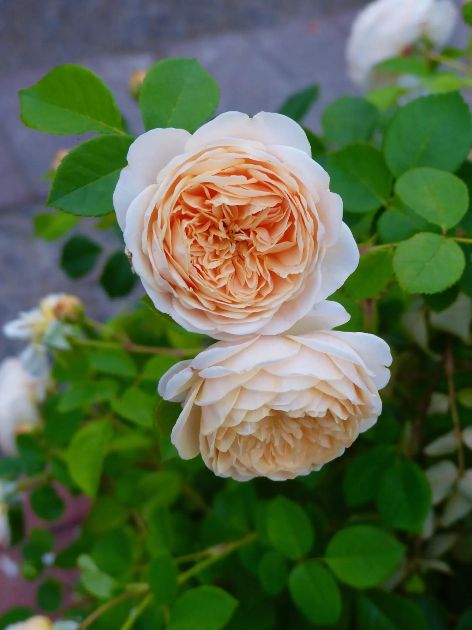 Teasing Georgia Climbing Rose (Rosa David Austin 'Teasing Georgia') — bred by the renowned English rose breeder David Austin