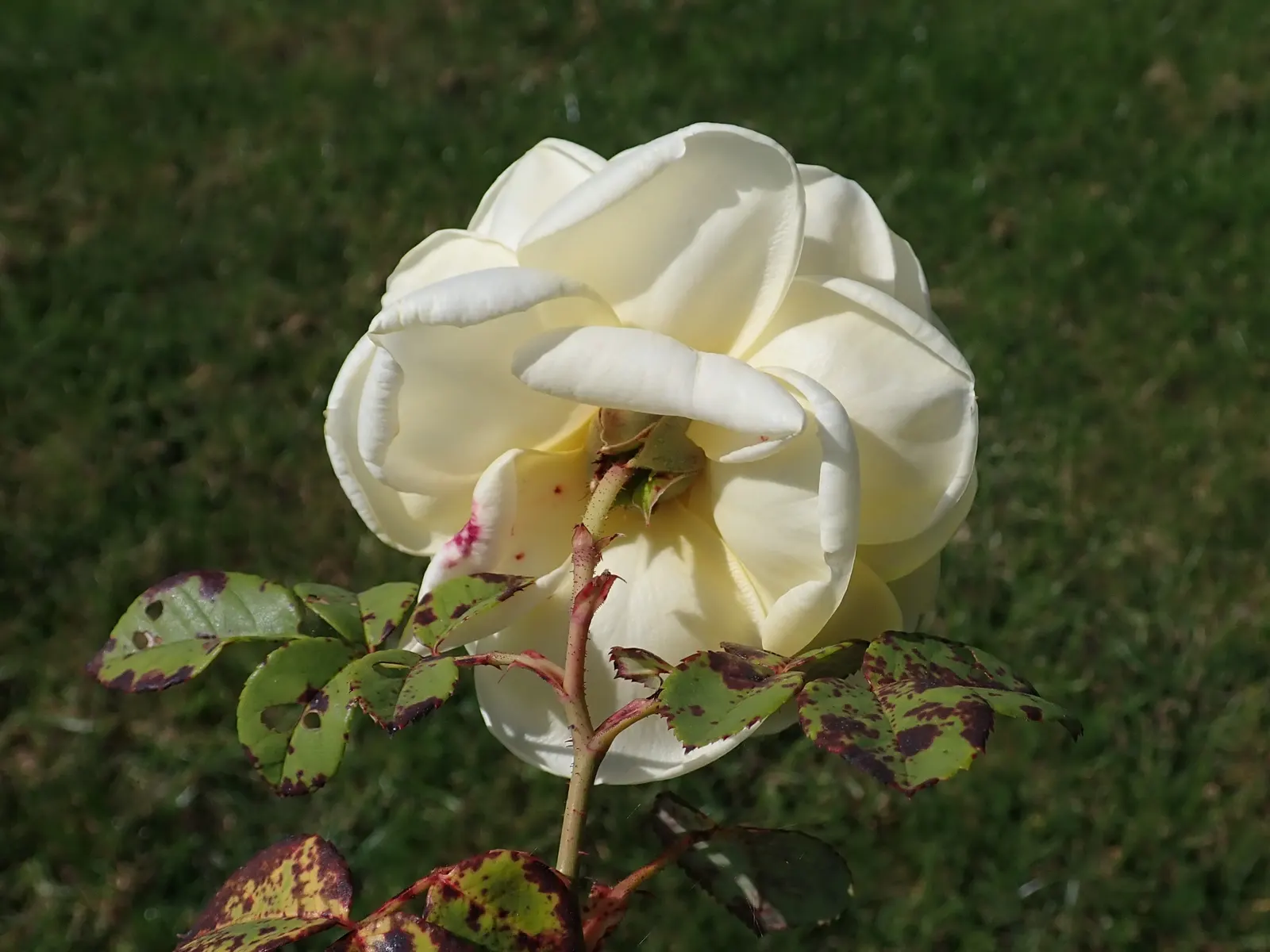 Teasing Georgia Climbing Rose (Rosa David Austin 'Teasing Georgia') — Reaching up to 8 feet in height and spreading 4 feet, it thrives in Zones 5-9 and prefers