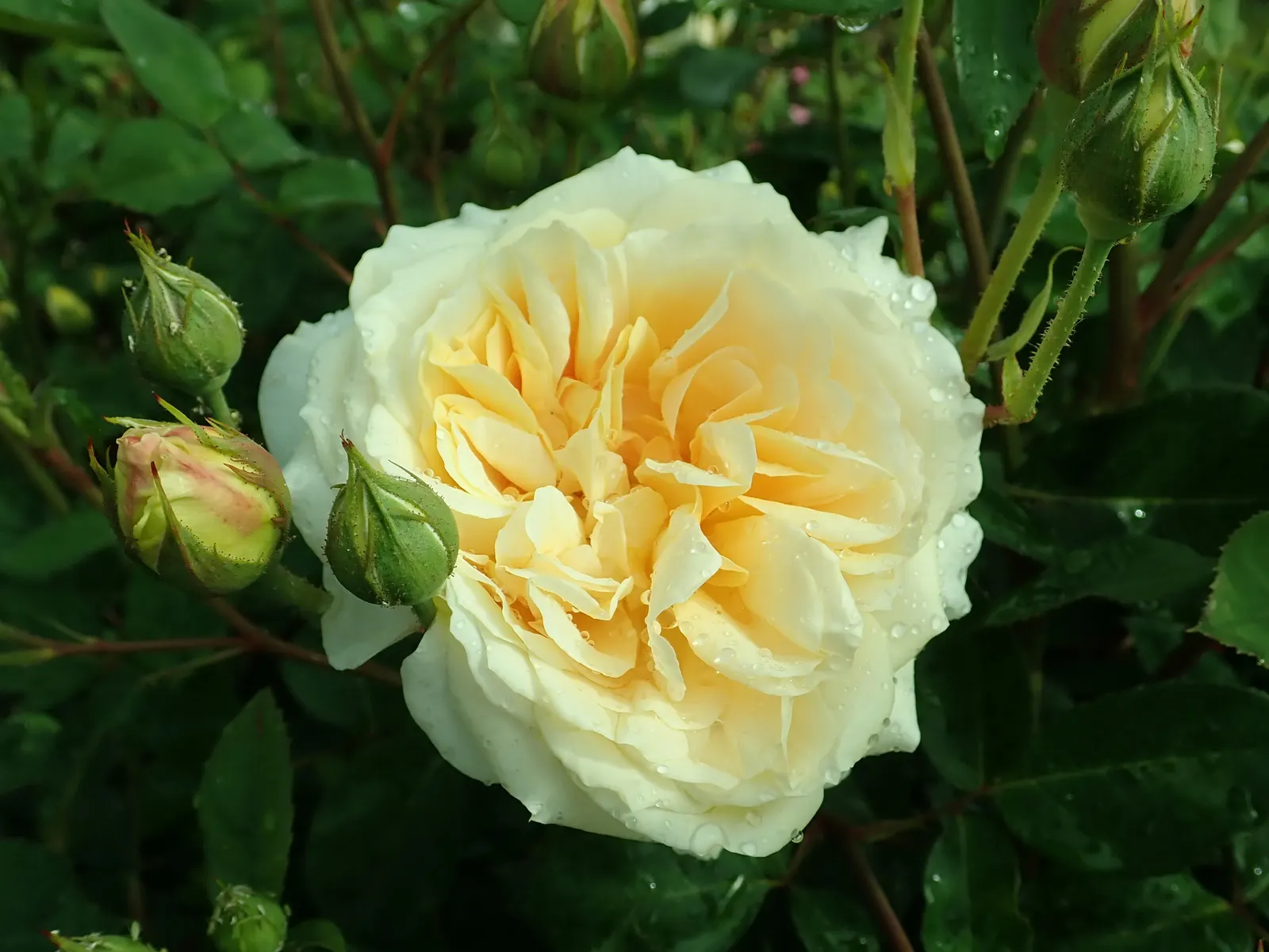 Teasing Georgia Climbing Rose (Rosa David Austin 'Teasing Georgia') — capable of reaching heights of 8 to 12 feet and spreading up to 3 to 4 feet wide