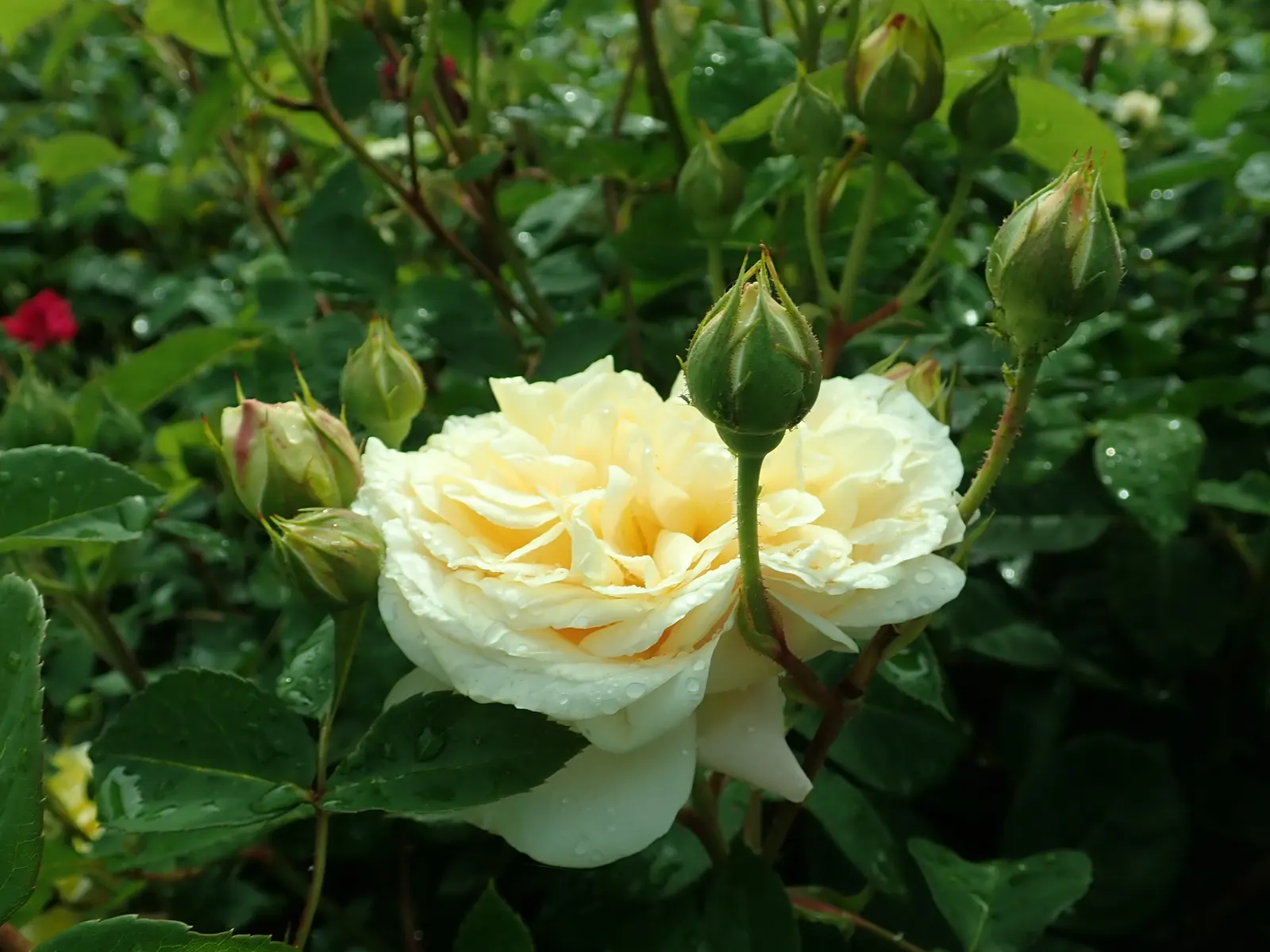 Teasing Georgia Climbing Rose (Rosa David Austin 'Teasing Georgia') — adding warm color and an English garden charm from late spring through fall