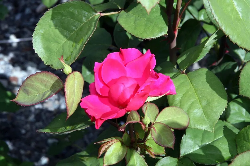 Teasing Georgia Climbing Rose (Rosa David Austin 'Teasing Georgia') — cupped yellow blooms with a subtle tea fragrance