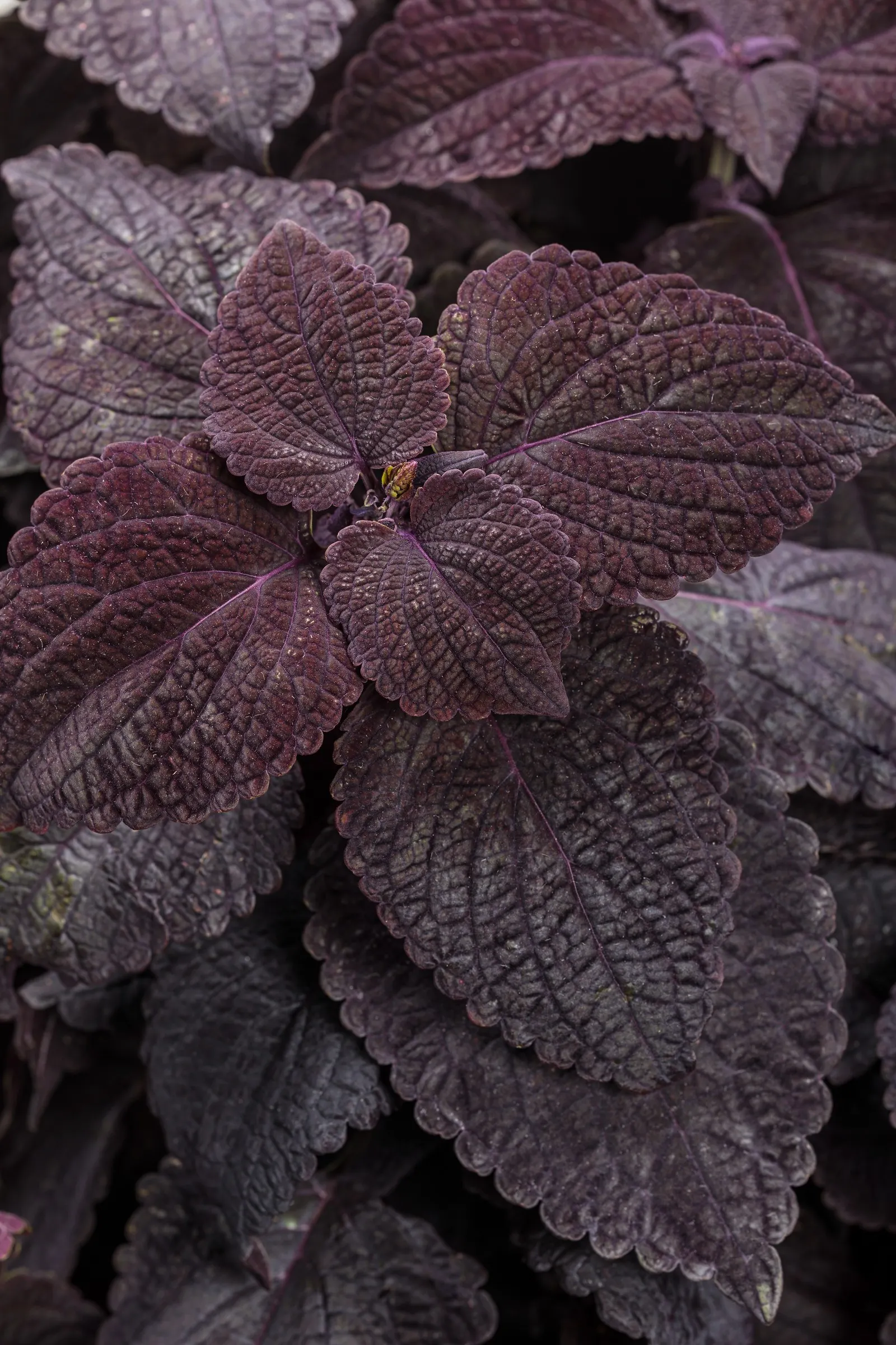 Newly Noir™ Coleus (Coleus scutellarioides) — The Coleus scutellarioides Newly Noir™ is a Proven Winners® annual grown for velvety