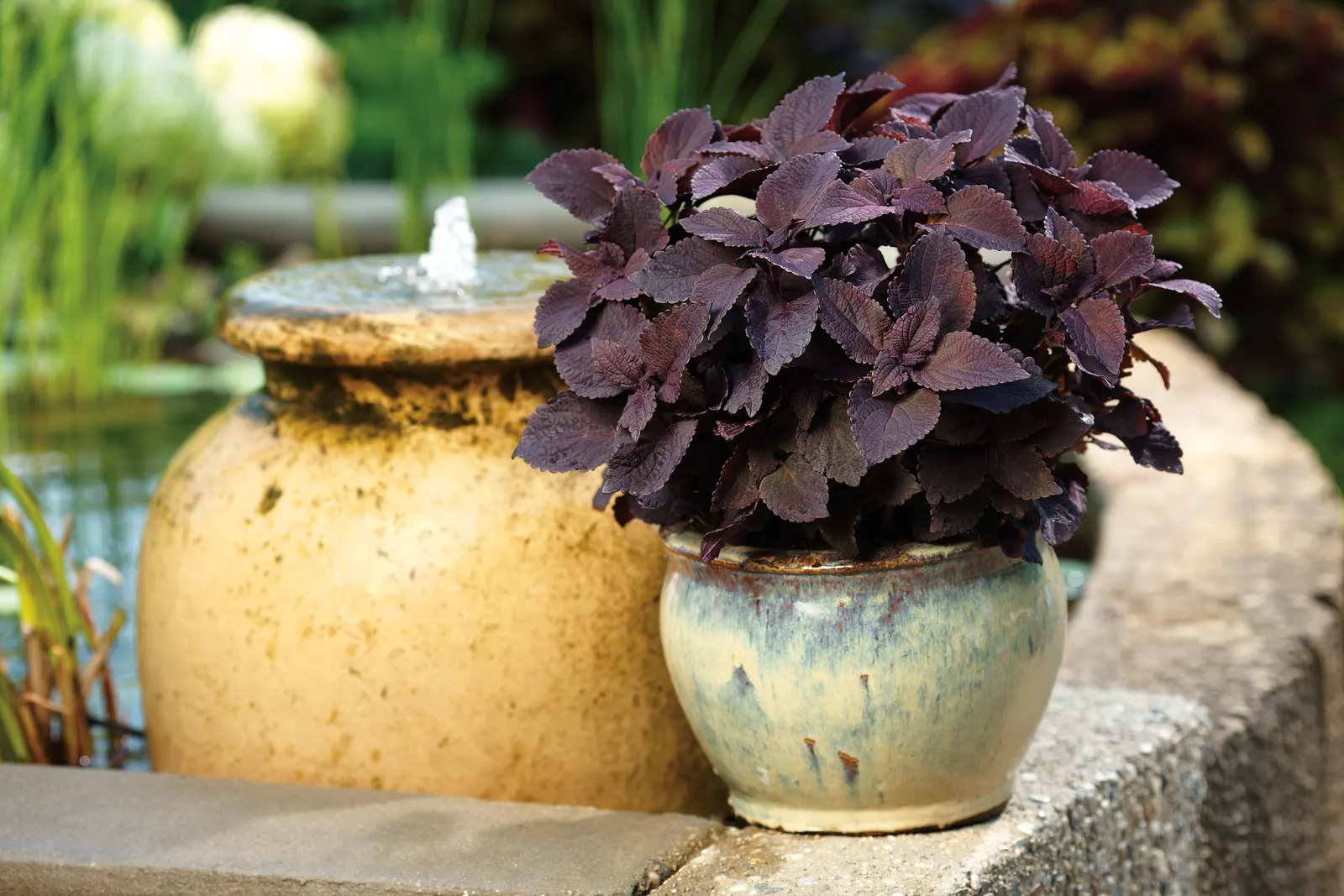 Newly Noir™ Coleus (Coleus scutellarioides) — commonly referred to as Newly Noir™ Coleus
