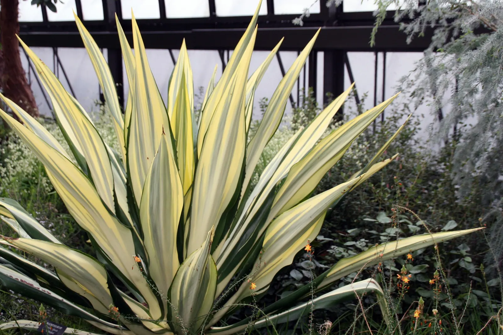 Furcraea Mediopicta (Furcraea Foetida 'Mediopicta') — commonly referred to as Furcraea foetida 'Mediopicta'
