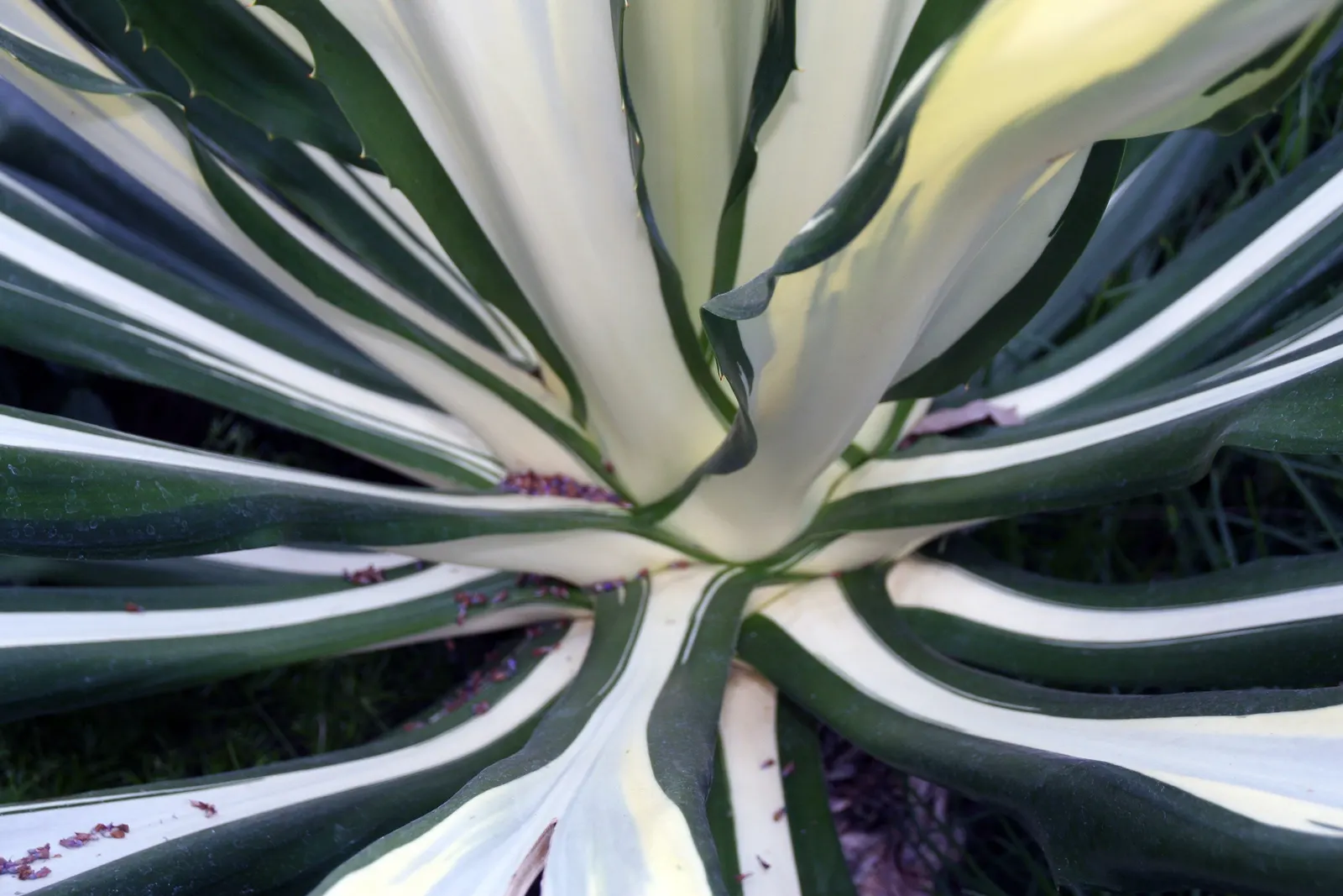Furcraea Mediopicta (Furcraea Foetida 'Mediopicta') — Growing up to 4-6 feet tall and wide, it forms a dramatic, rosette shape
