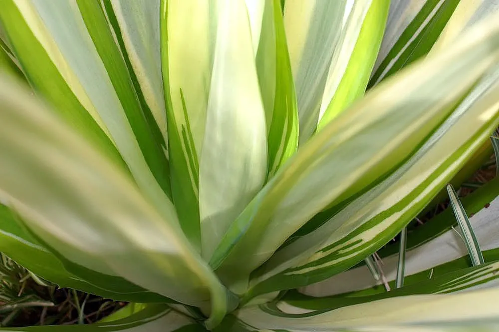 Furcraea Mediopicta (Furcraea Foetida 'Mediopicta') — lance-shaped leaves featuring a creamy-yellow central stripe and green edges