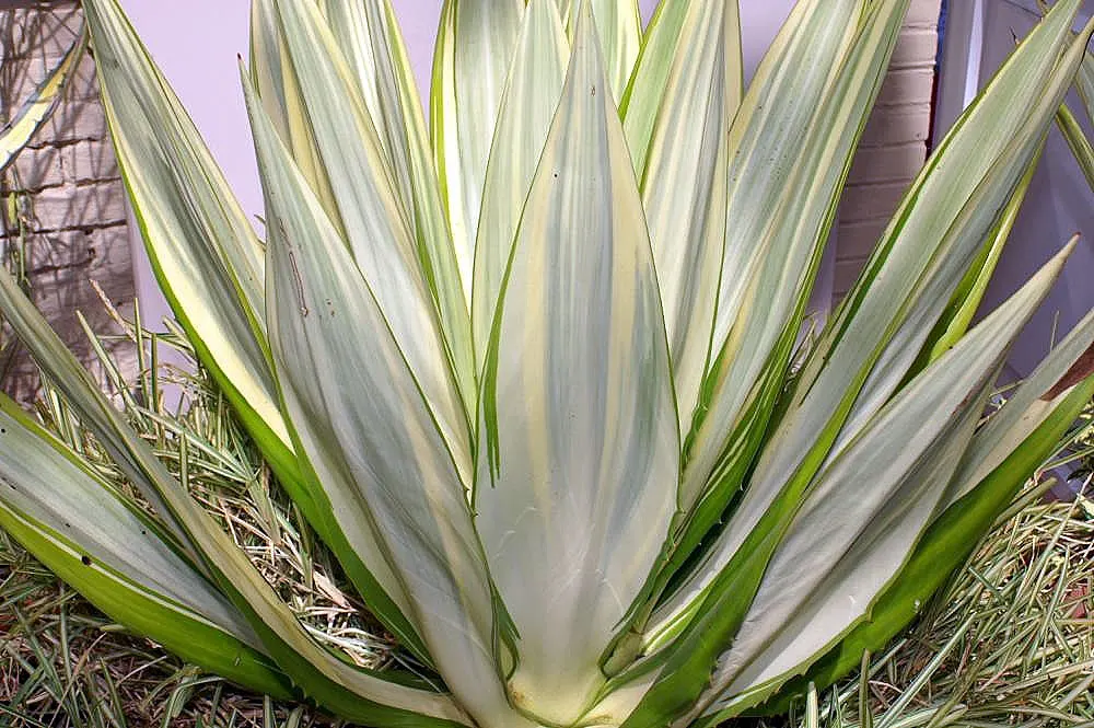 Furcraea Mediopicta (Furcraea Foetida 'Mediopicta') — Ideal for xeriscaping and low-maintenance gardens, it adds a bold, tropical accent with its striking