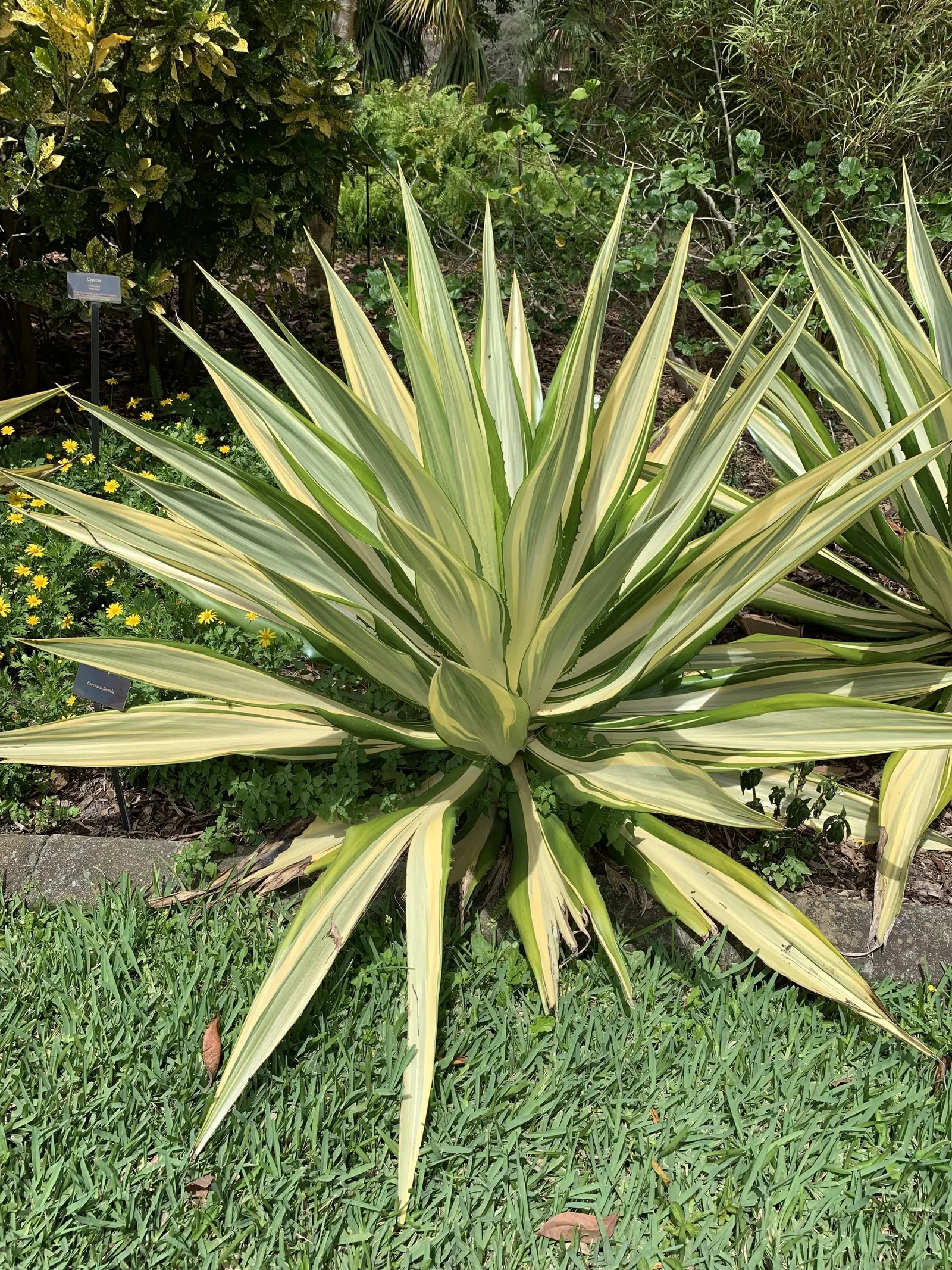Furcraea Mediopicta (Furcraea Foetida 'Mediopicta') — This tropical plant is characterized by its variegated foliage
