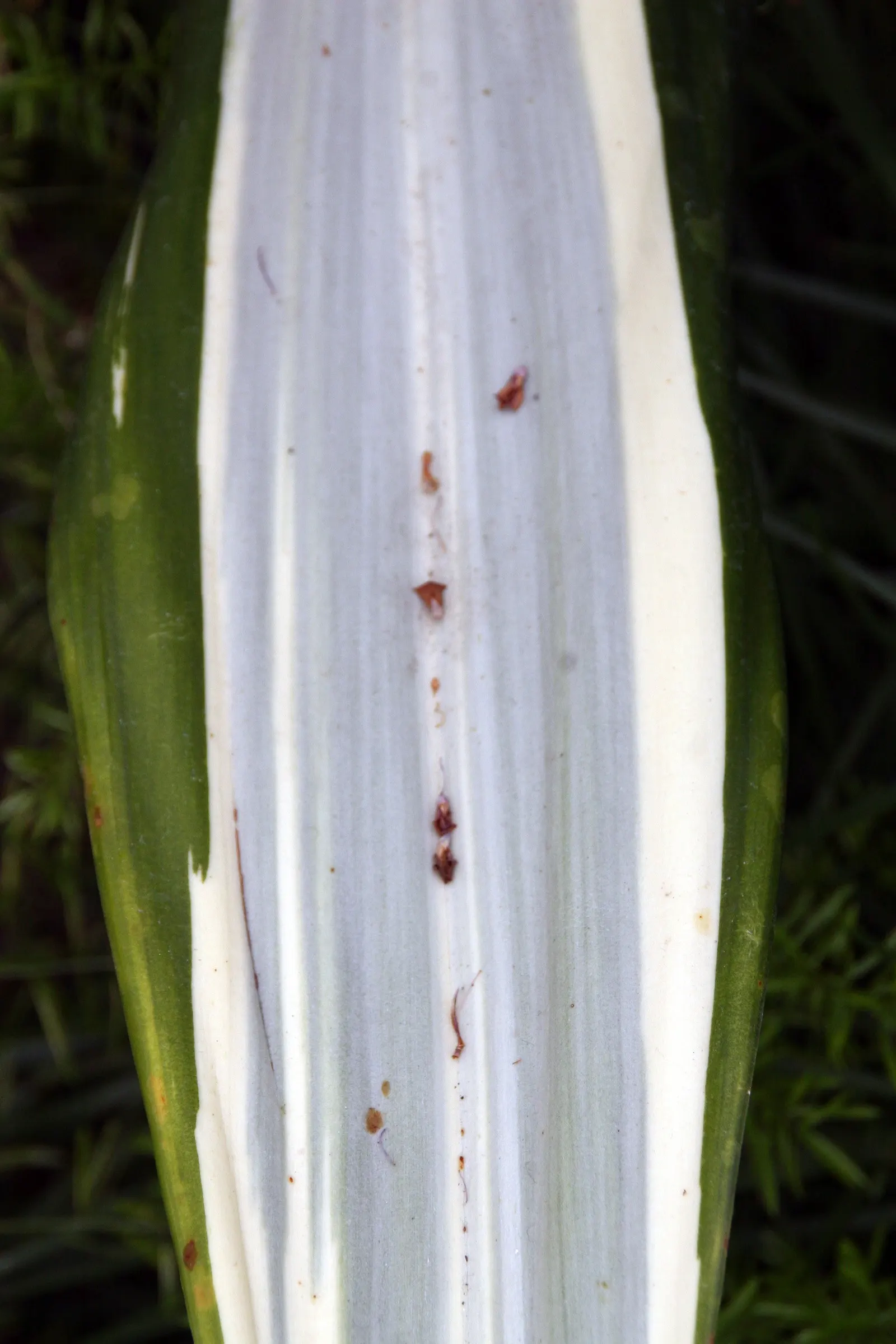 Furcraea Mediopicta (Furcraea Foetida 'Mediopicta') — Preferring full sun to partial shade, this plant requires minimal watering and well-drained soil