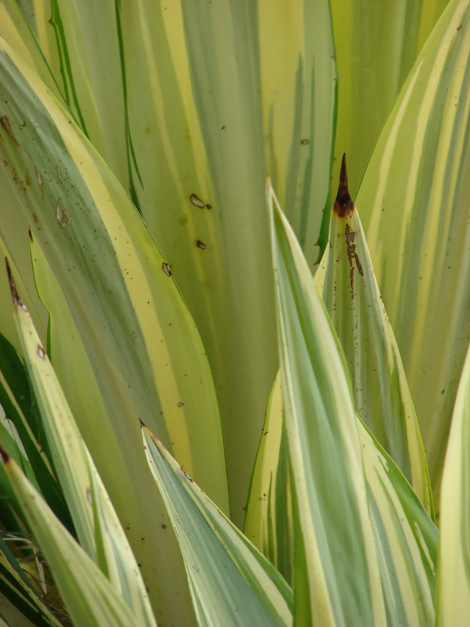 Furcraea Mediopicta (Furcraea Foetida 'Mediopicta') — is a striking and sculptural evergreen succulent that serves as a focal point for any landscape design