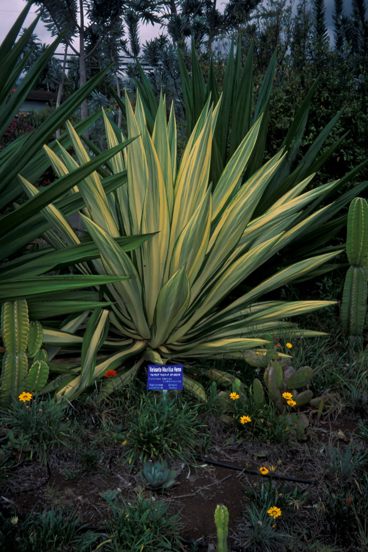 Furcraea Mediopicta (Furcraea Foetida 'Mediopicta') — it does not necessitate frequent fertilization