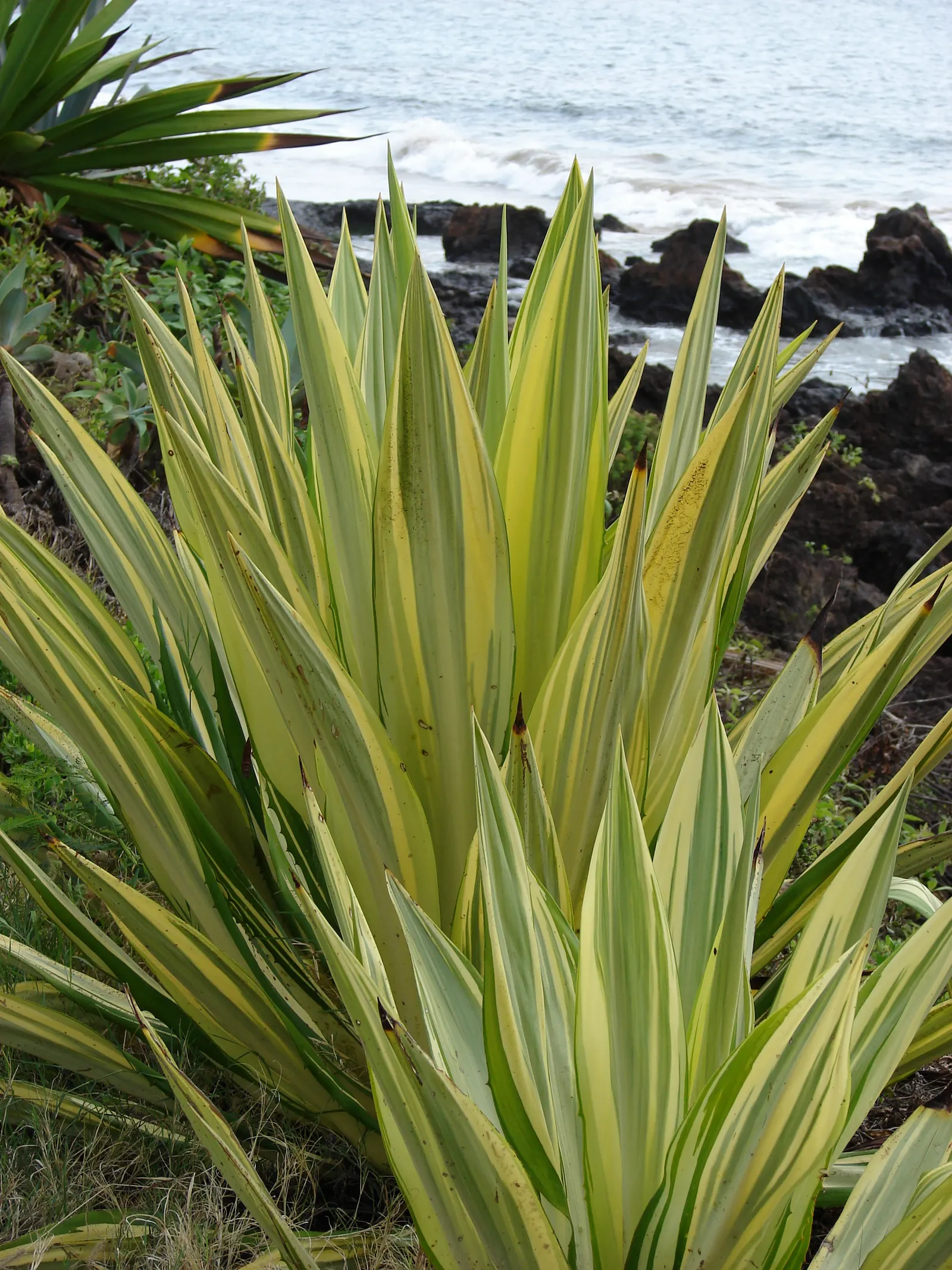 Furcraea Mediopicta (Furcraea Foetida 'Mediopicta') — each tapering to a sharp point