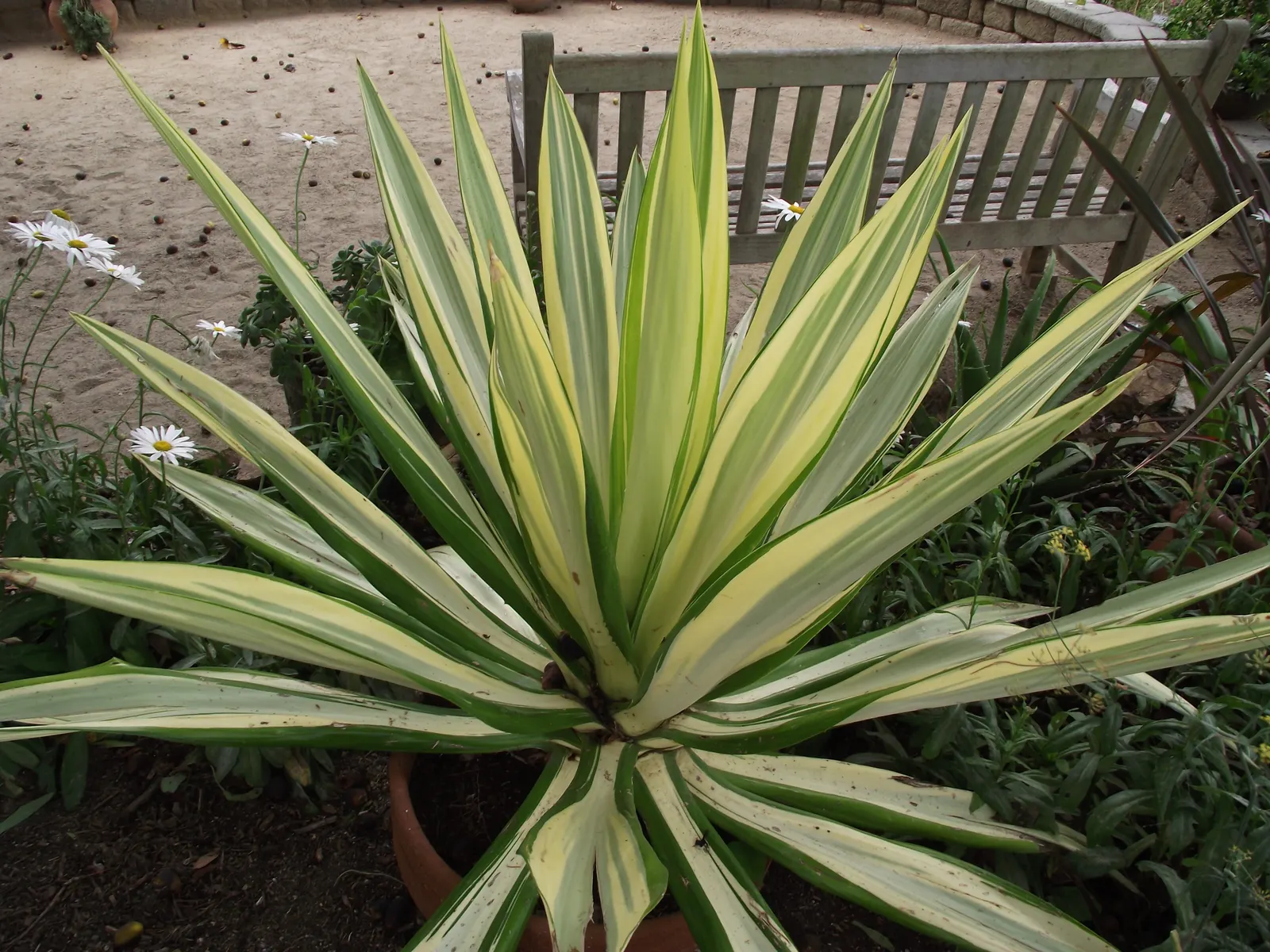 Furcraea Mediopicta (Furcraea Foetida 'Mediopicta') — stands out with its variegated
