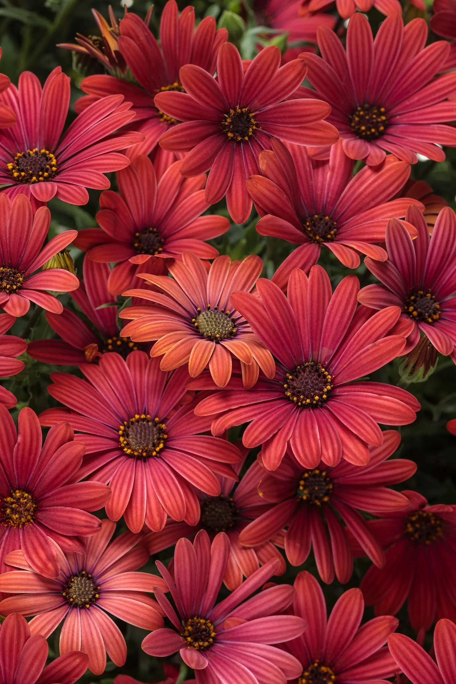 Red African Daisy (Osteospermum) — Proven Winners - Bright Lights™ Red - African Daisy - Osteospermum red plant details
