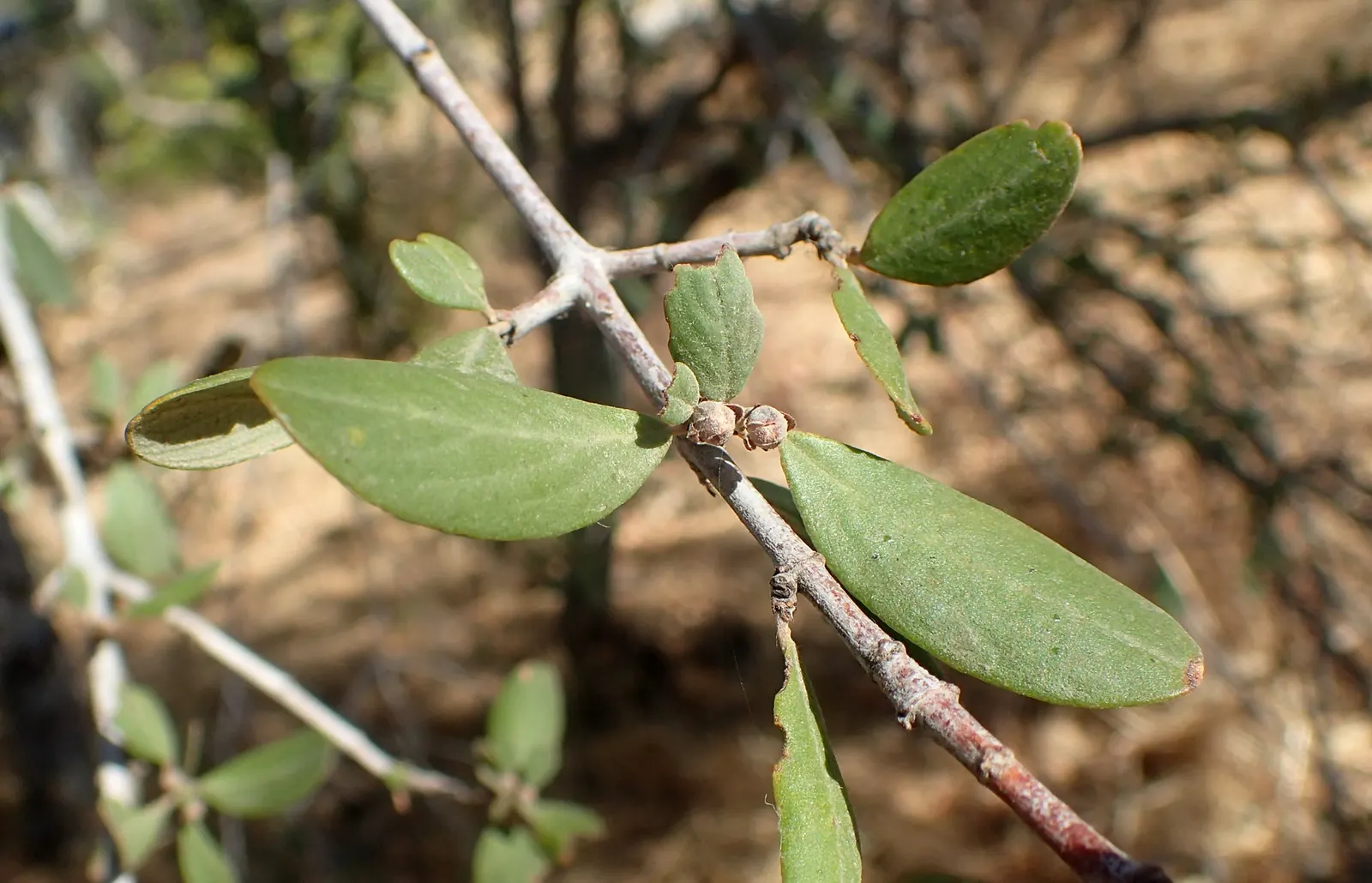 Buck Brush (Ceanothus Cuneatus) — consider its full sun exposure and well-drained soil preferences