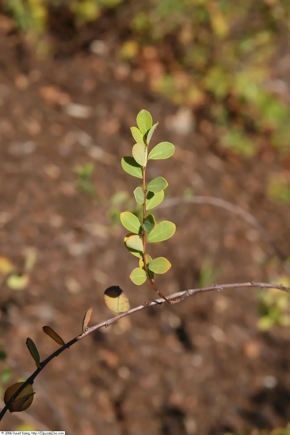 Buck Brush (Ceanothus Cuneatus) — with a spread of 4 to 8 feet