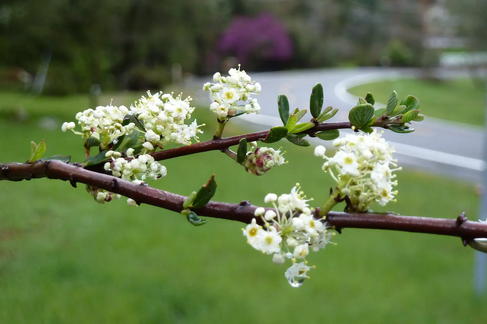 Buck Brush (Ceanothus Cuneatus) — an ideal low-maintenance choice for xeriscaping or adding texture to a landscape design