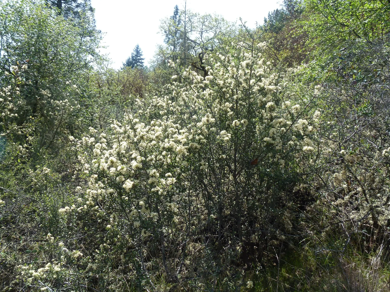 Buck Brush (Ceanothus Cuneatus) — attracting a plethora of pollinators including bees