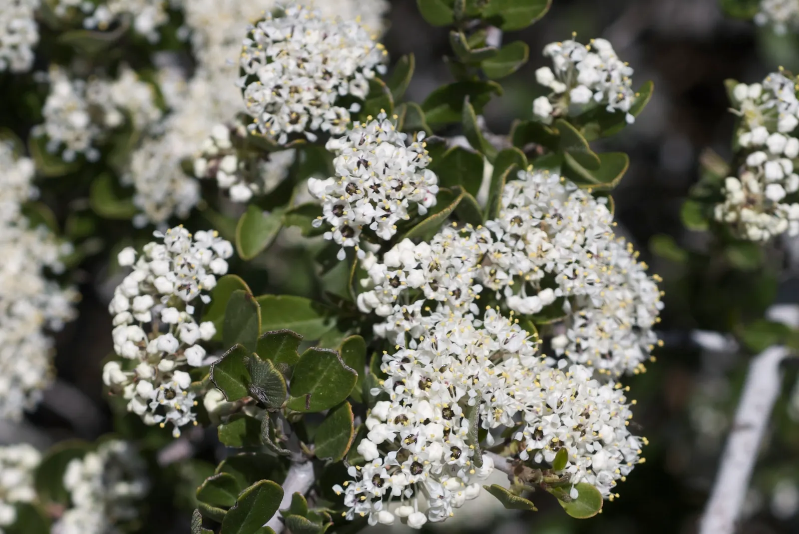 Buck Brush (Ceanothus Cuneatus) — ground cover / shrub with white blooms