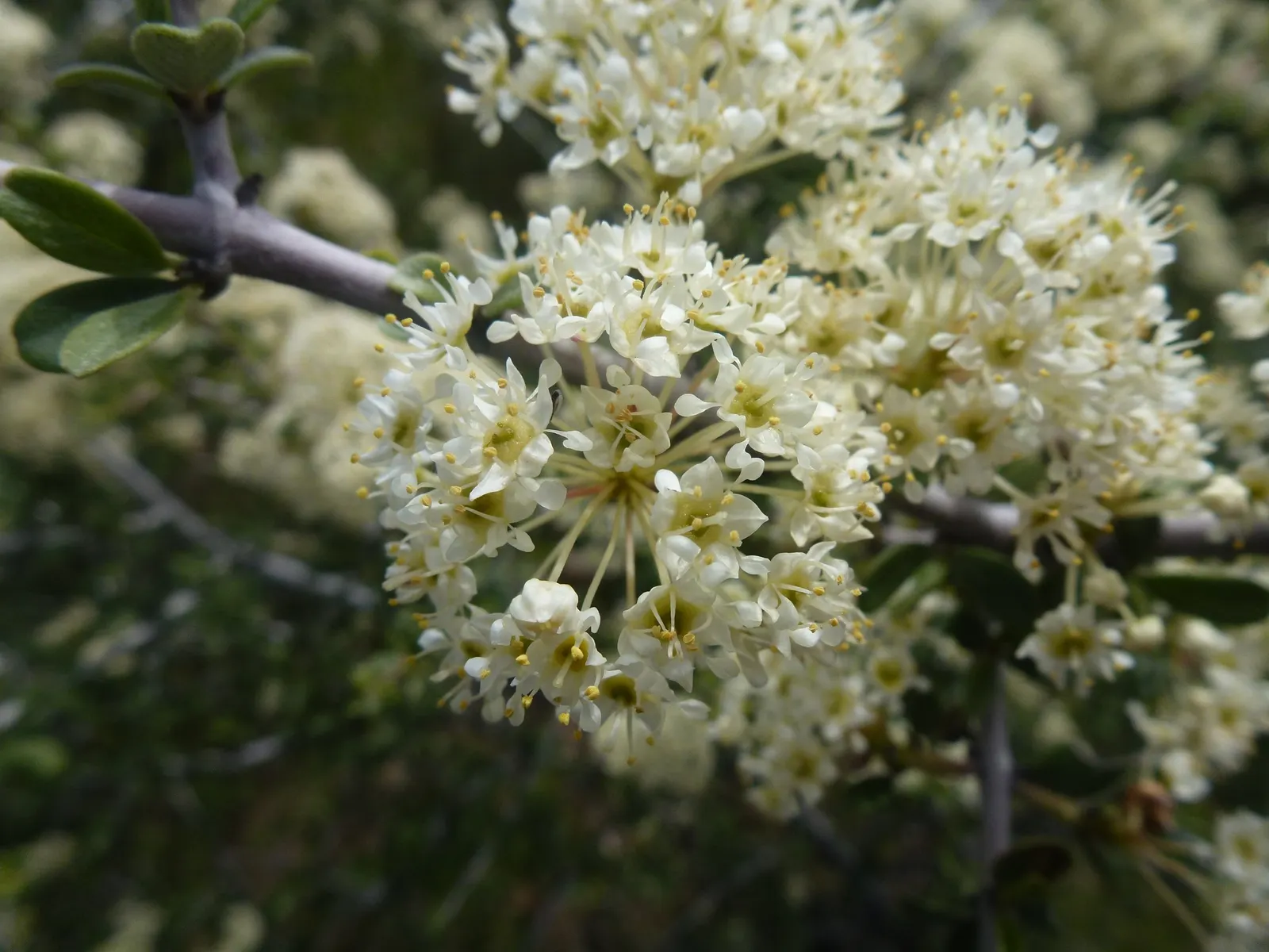 Buck Brush (Ceanothus Cuneatus) — or for erosion control on slopes