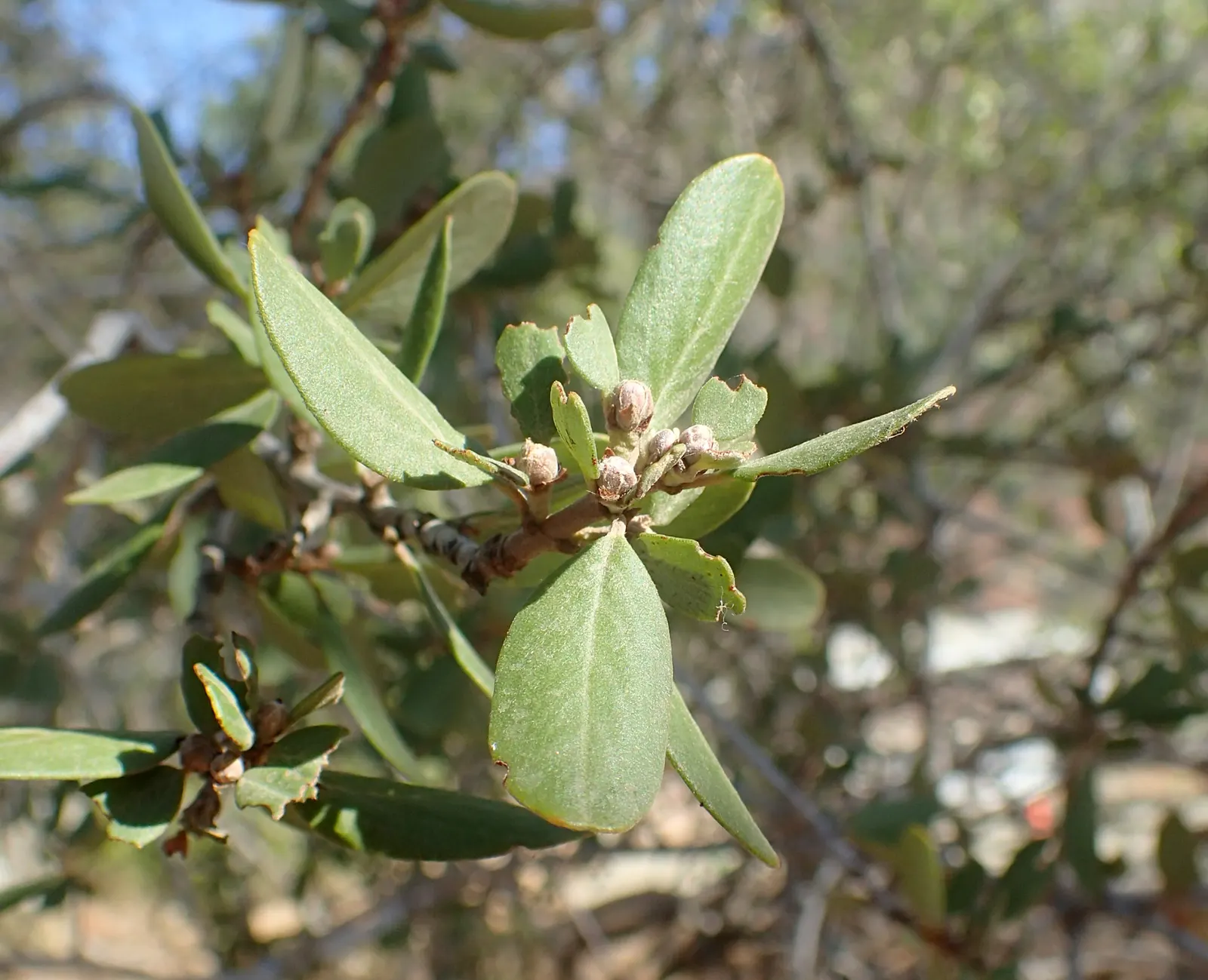Buck Brush (Ceanothus Cuneatus) — exhibits significant drought resistance - an excellent choice for water-wise gardens