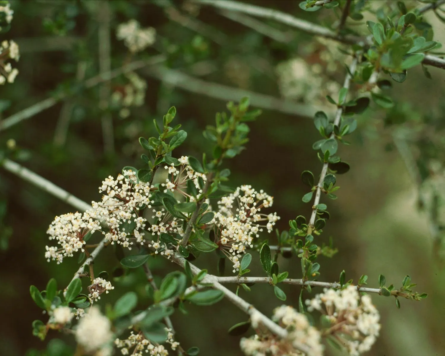 Buck Brush (Ceanothus Cuneatus) — This hardy shrub thrives in a range of soil conditions