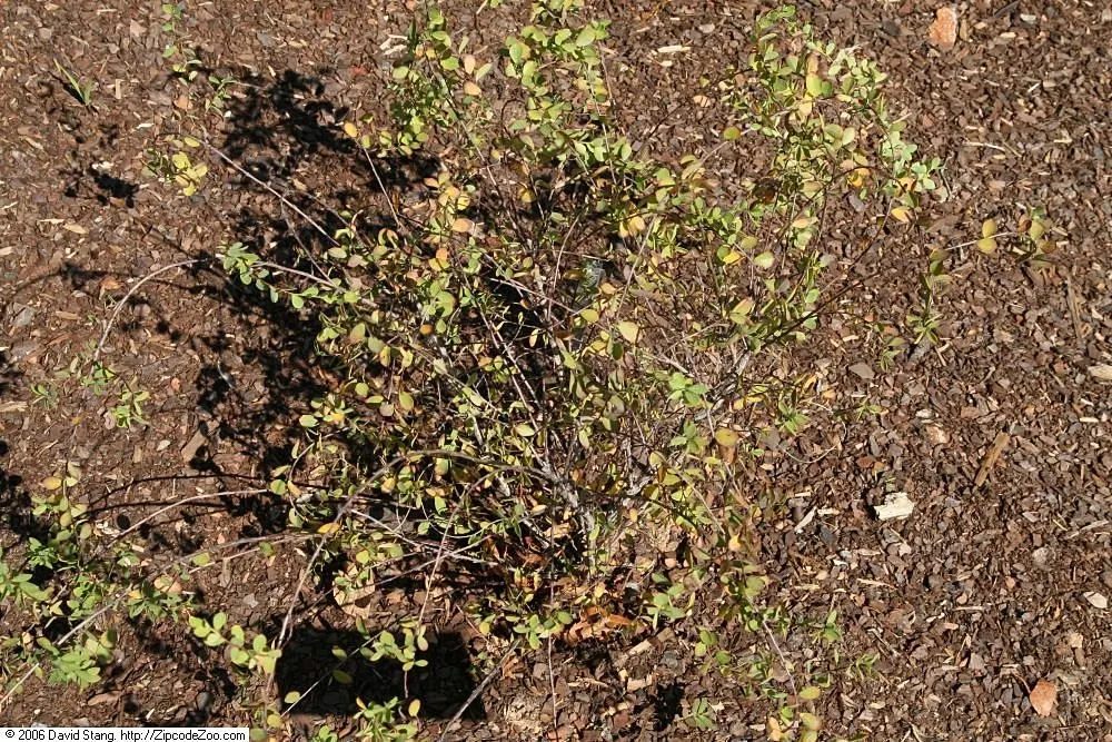 Buck Brush (Ceanothus Cuneatus) — creating a dense and compact form