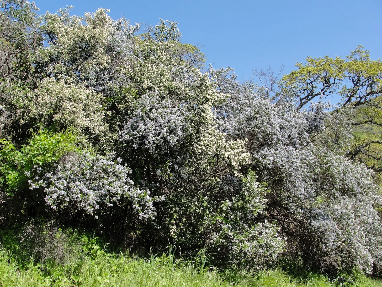 Buck Brush (Ceanothus Cuneatus) — Preferring well-drained soils