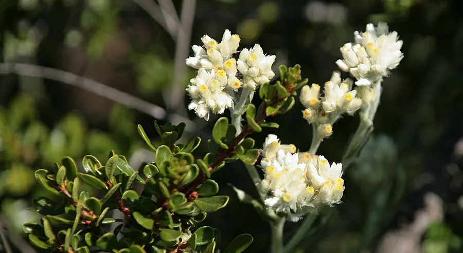 Buck Brush (Ceanothus Cuneatus) — Buck Brush is drought-tolerant once established