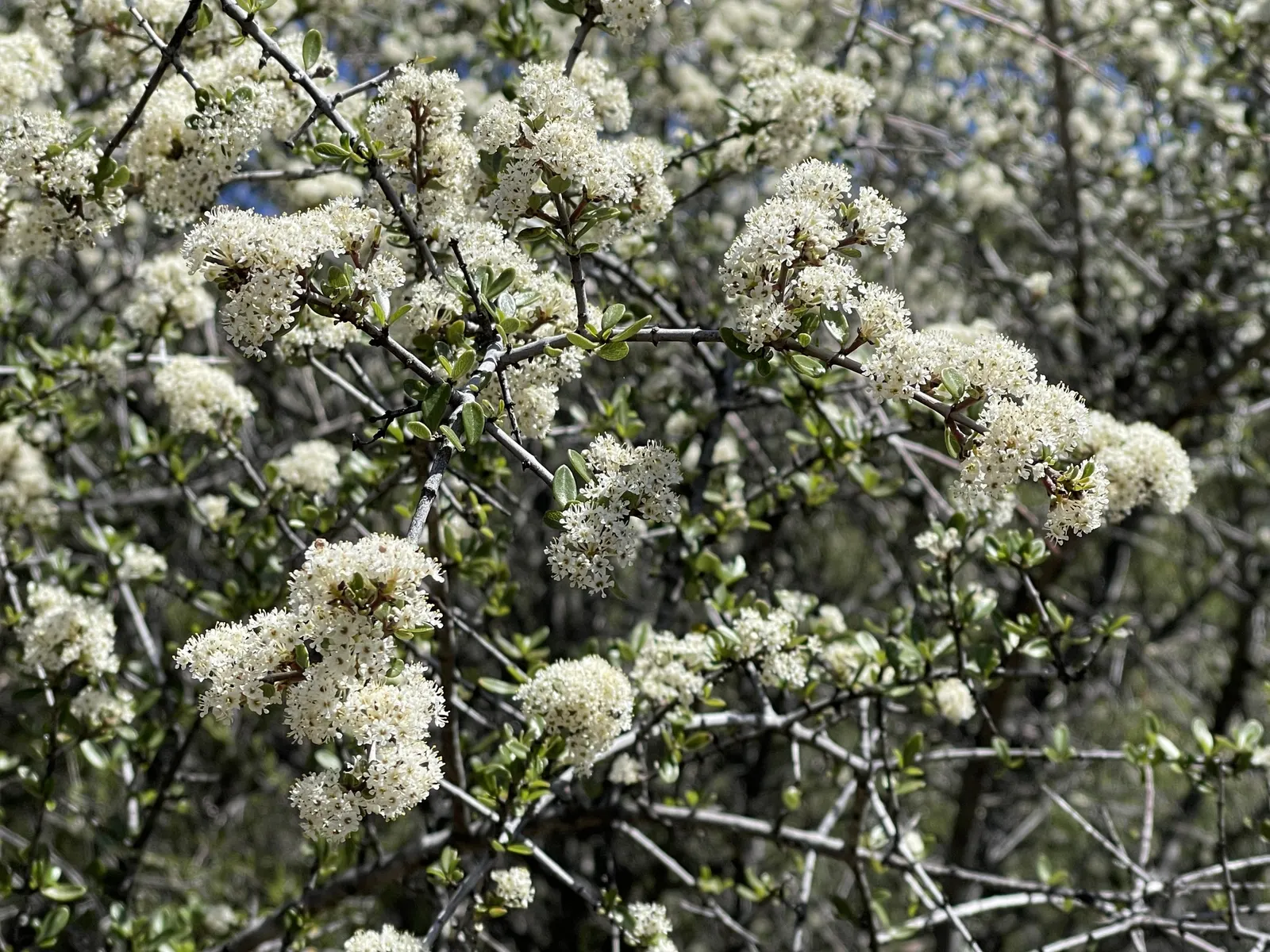 Buck Brush (Ceanothus Cuneatus) — dark green hue that serves as a beautiful backdrop to its vibrant floral display