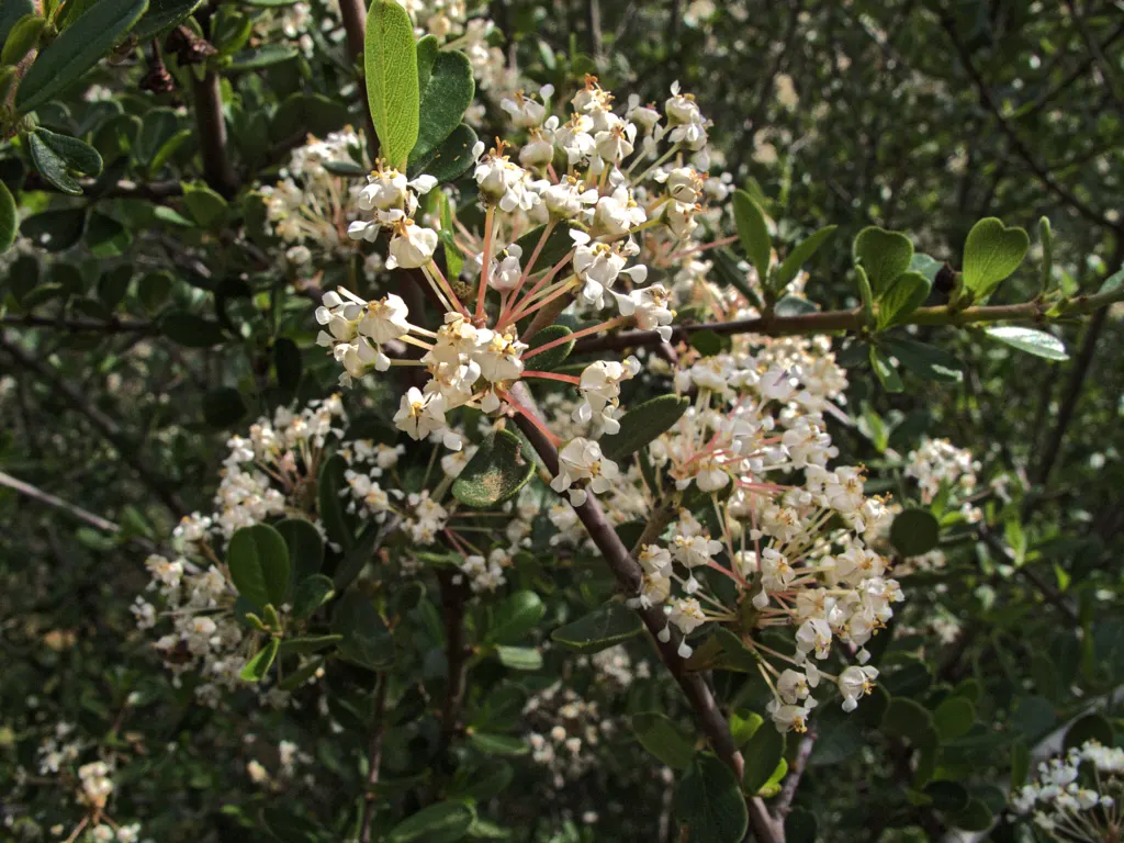 Buck Brush (Ceanothus Cuneatus) — white flowers in the garden