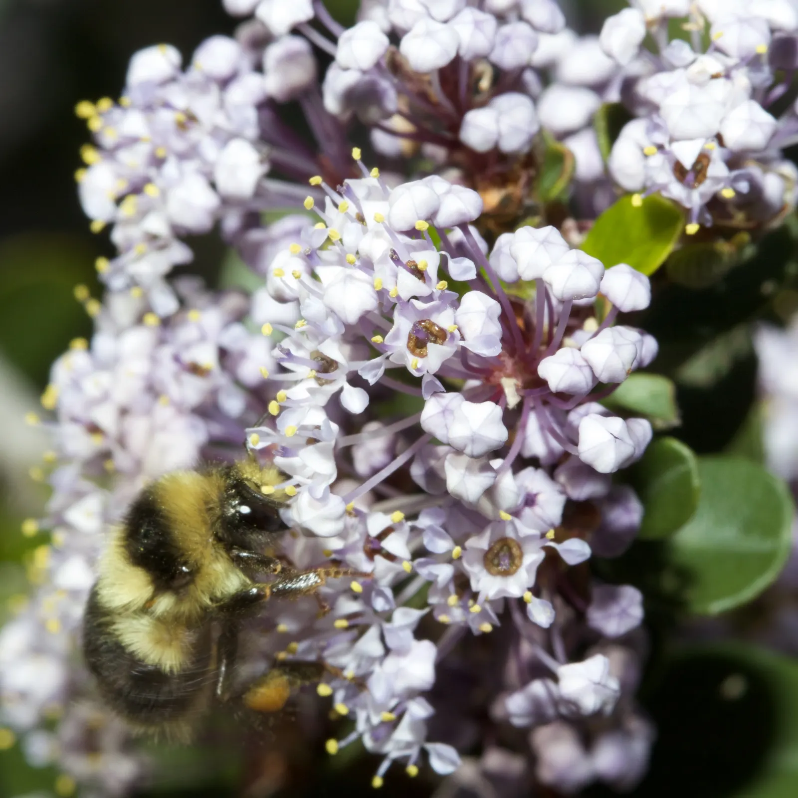 Buck Brush (Ceanothus Cuneatus) — and birds.<br><br>When integrating Buck Brush into your landscape design