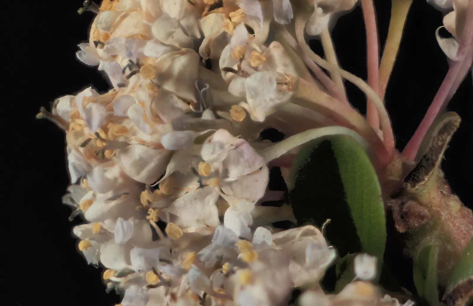 Buck Brush (Ceanothus Cuneatus) — Ceanothus cuneatus, commonly known as Buck Brush, is a dense evergreen shrub native to the western U.S