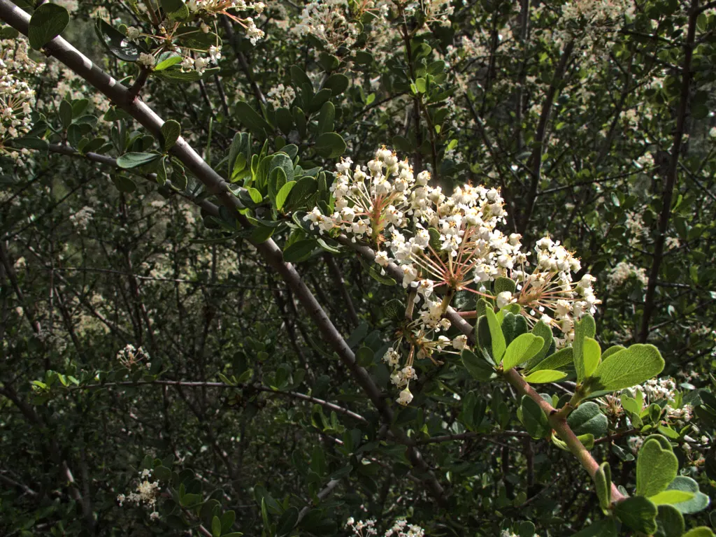 Buck Brush (Ceanothus Cuneatus) — It's a truly low-maintenance