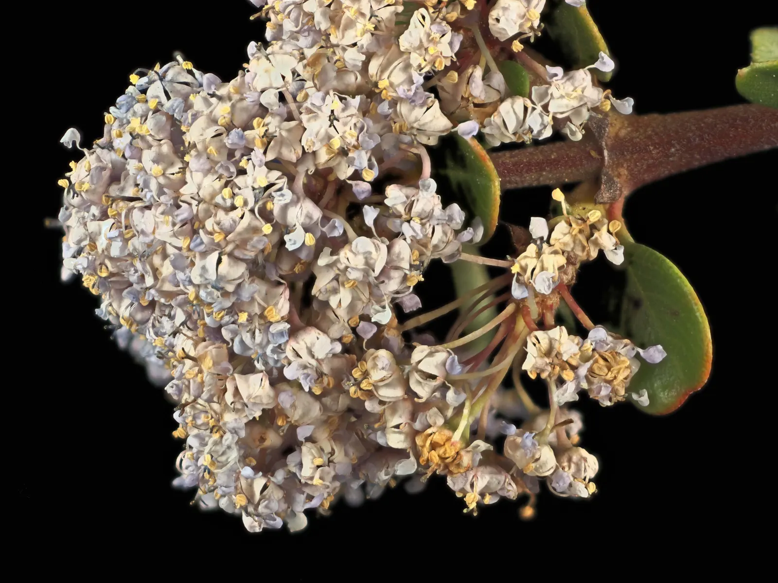 Buck Brush (Ceanothus Cuneatus) — primarily found in chaparral and woodland habitats