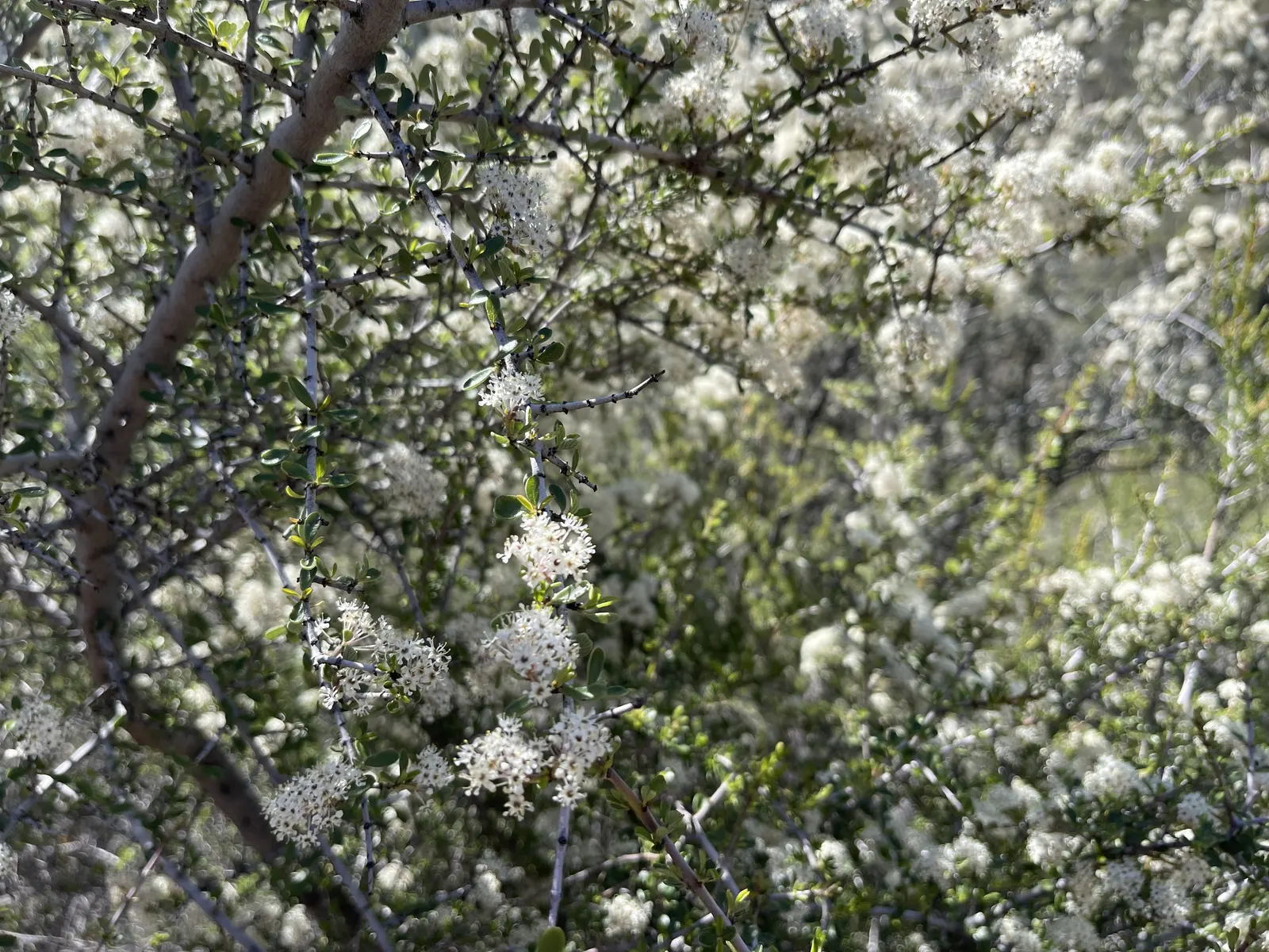 Buck Brush (Ceanothus Cuneatus) — The Buck Brush produces an abundance of tiny