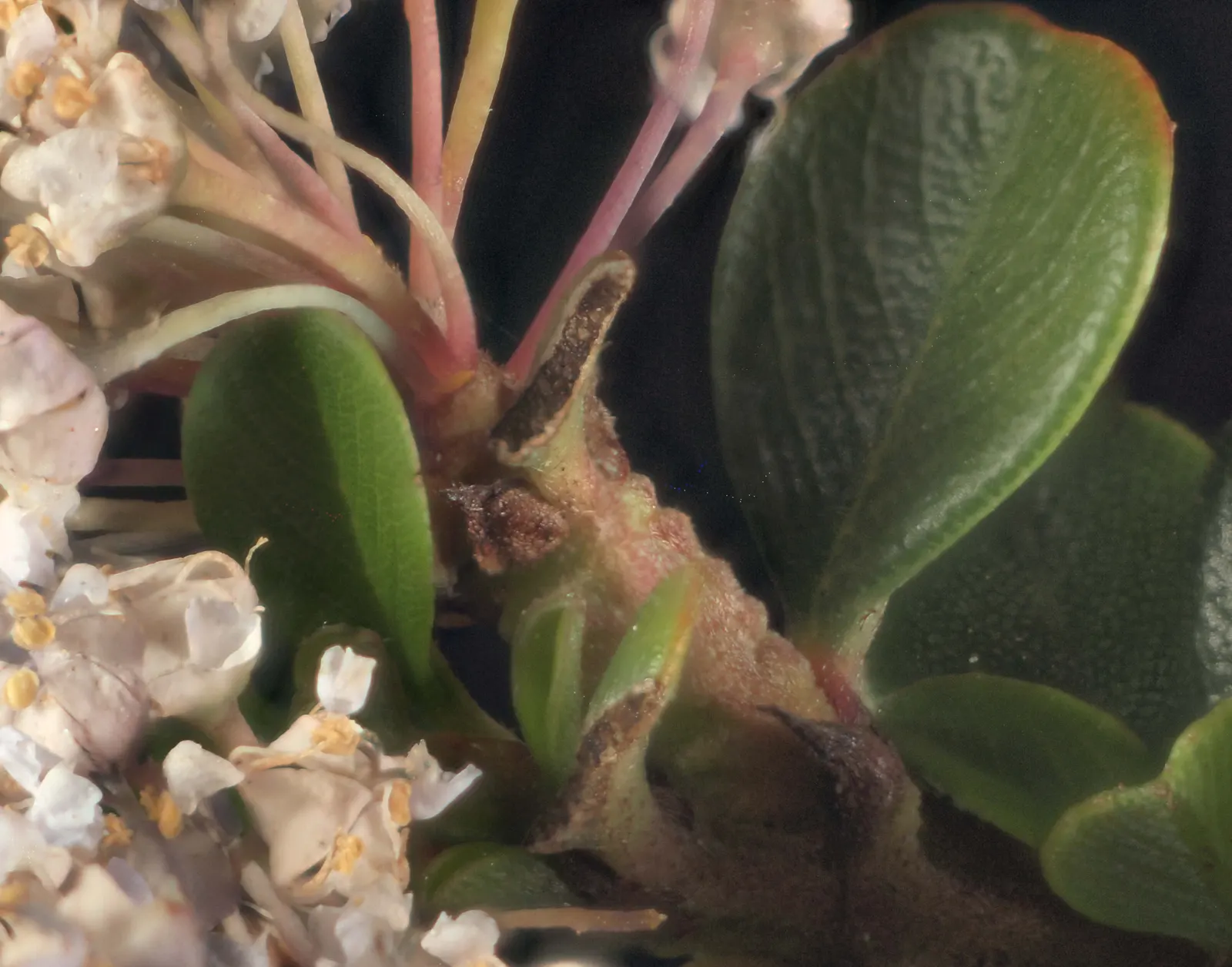 Buck Brush (Ceanothus Cuneatus) — is a robust evergreen shrub native to the West Coast of the United States