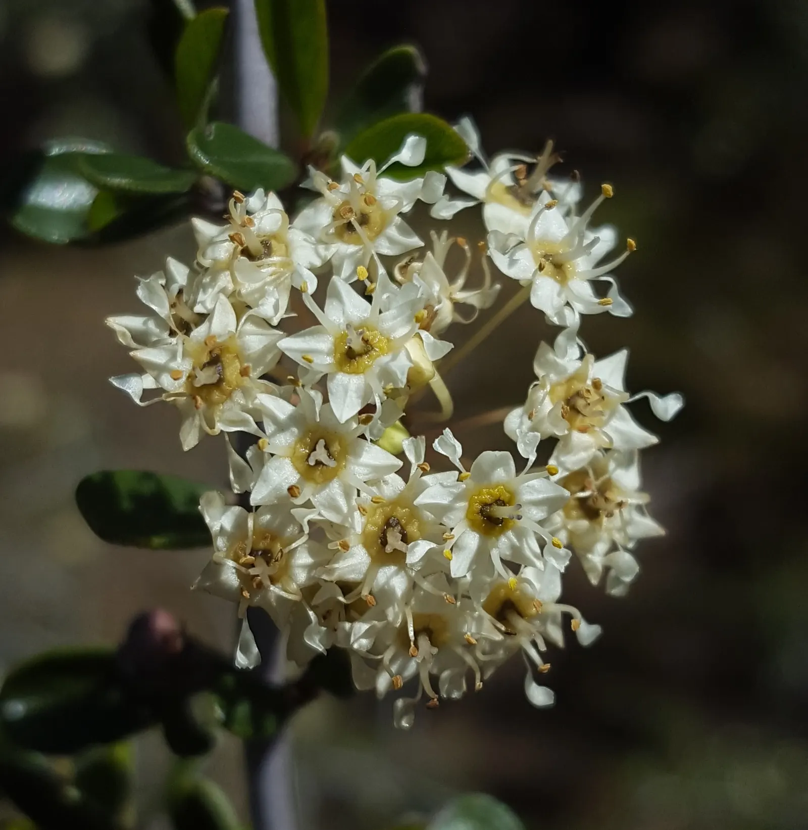 Buck Brush (Ceanothus Cuneatus) — It flourishes in full sun, reaching up to 8 feet tall and wide