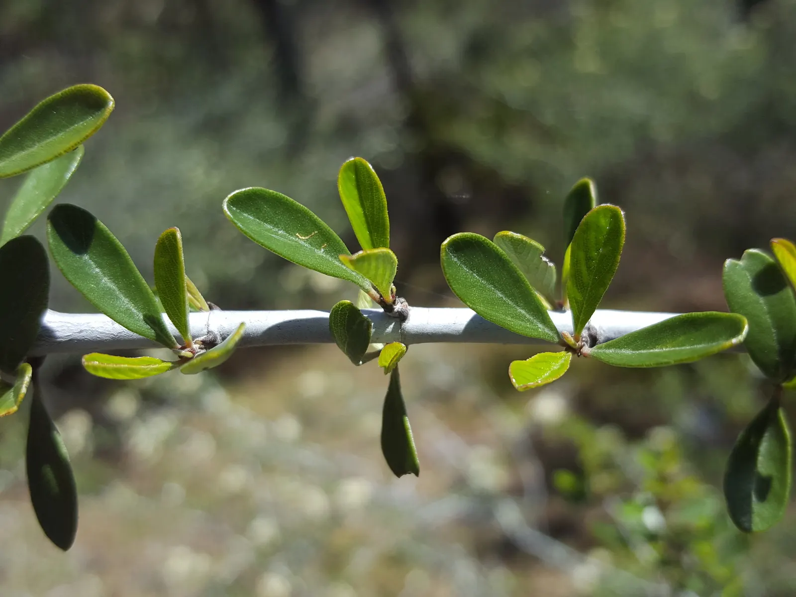 Buck Brush (Ceanothus Cuneatus) — yet aesthetically pleasing addition