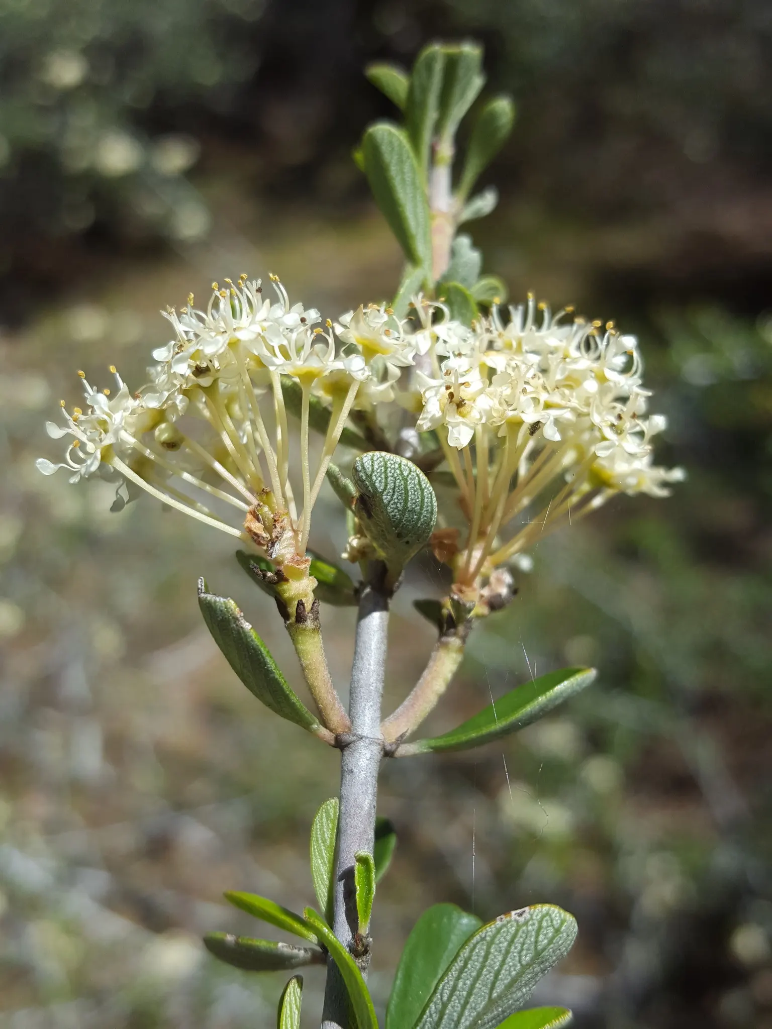 Buck Brush (Ceanothus Cuneatus) — eye-catching blue or white blossoms from spring to early summer