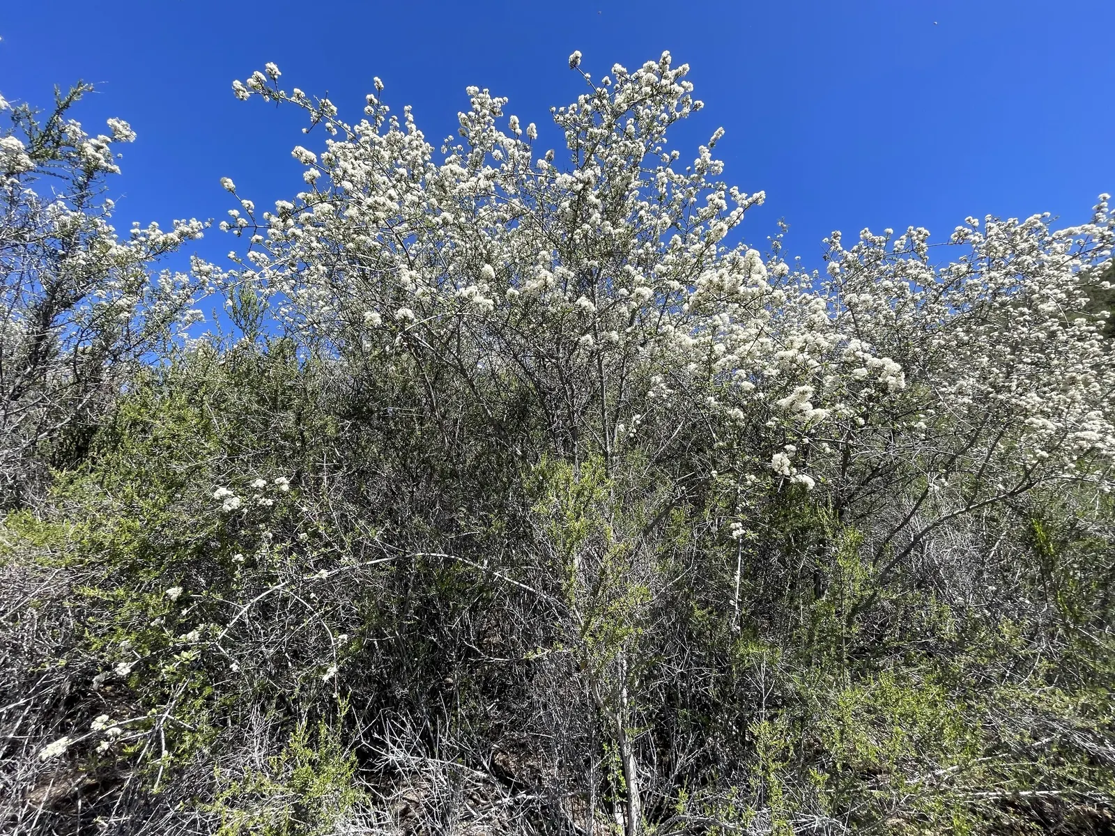 Buck Brush (Ceanothus Cuneatus) — The plant offers clusters of tiny white to pale blue flowers in spring that attract pollinators