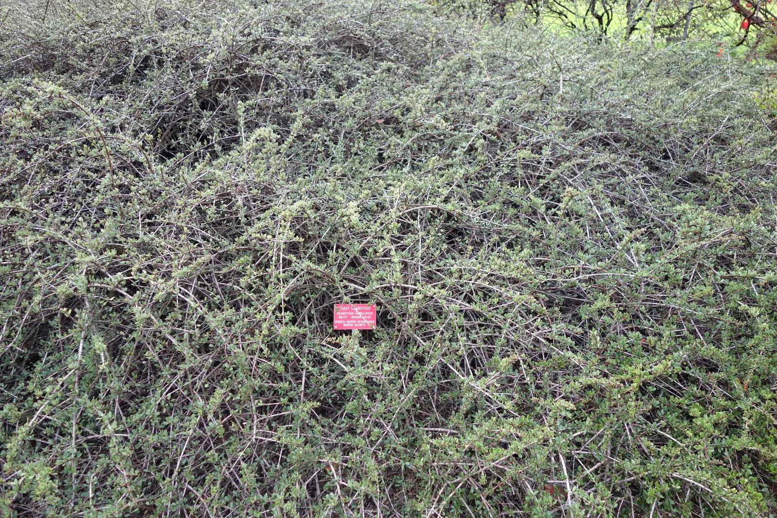 Buck Brush (Ceanothus Cuneatus) — leathery leaves are wedge-shaped with a glossy